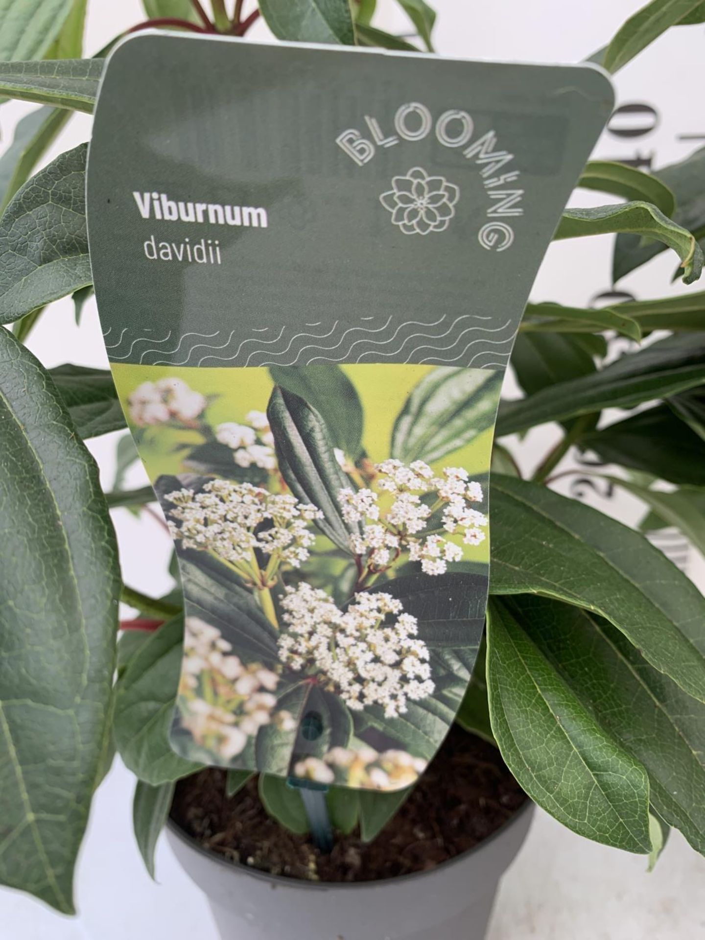 TWO VIBURNUM 'DAVIDII' IN 2LTR POTS APPROX 40CM IN HEIGHT TO BE SOLD FOR THE TWO PLUS VAT - Image 4 of 4