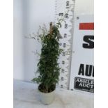 ONE JASMINE TRACHELOSPERMUM APPROX 80CM IN HEIGHT IN A 2 LTR POT PLUS VAT