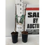 TWO FIGS 'BROWN TURKEY' IN 20CM HIGH POTS APPROX 90CM IN HEIGHT NO VAT TO BE SOLD FOR THE TWO