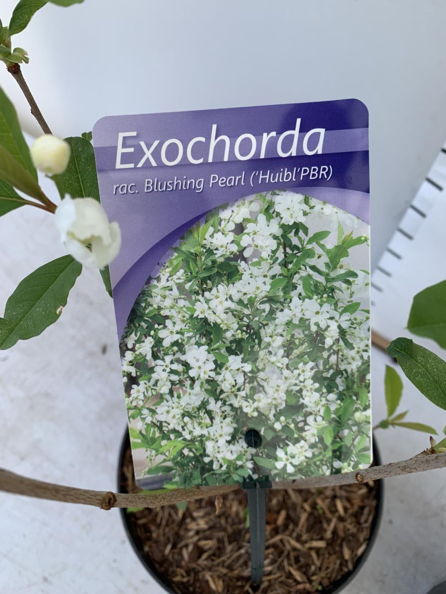 TWO EXOCHORDA BLUSHING PEARL IN 2 LTR POTS APPROX 60CM IN HEIGHT PLUS VAT TO BE SOLD FOR THE TWO - Image 12 of 12