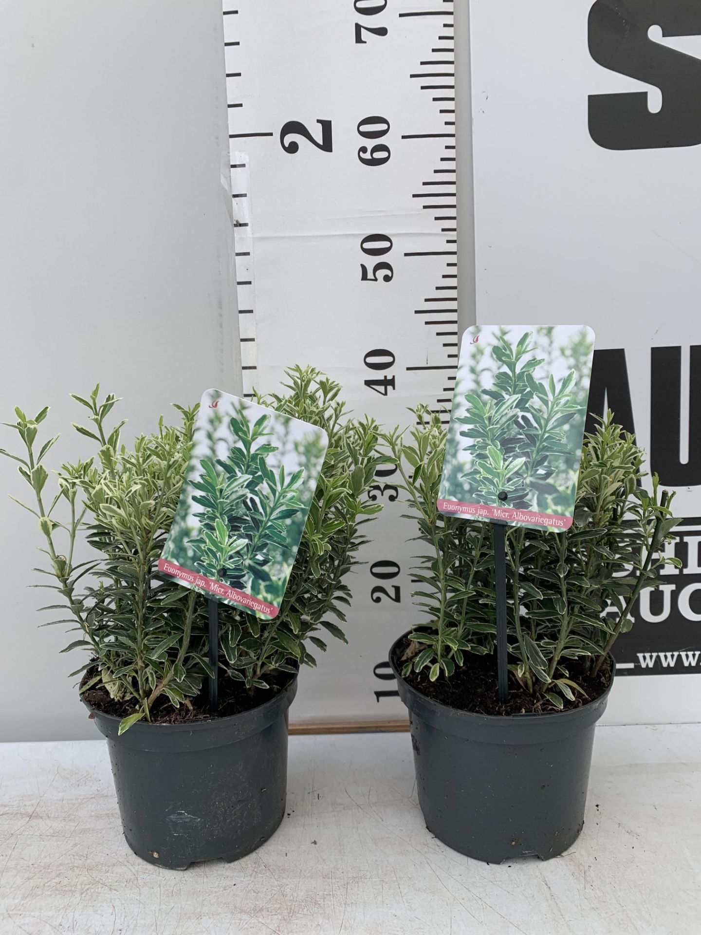 TWO EUONYMUS JAPONICA ALBOVARIEGATUS IN TWO LTR POTS HEIGHT 40CM PLUS VAT TO BE SOLD FOR THE TWO