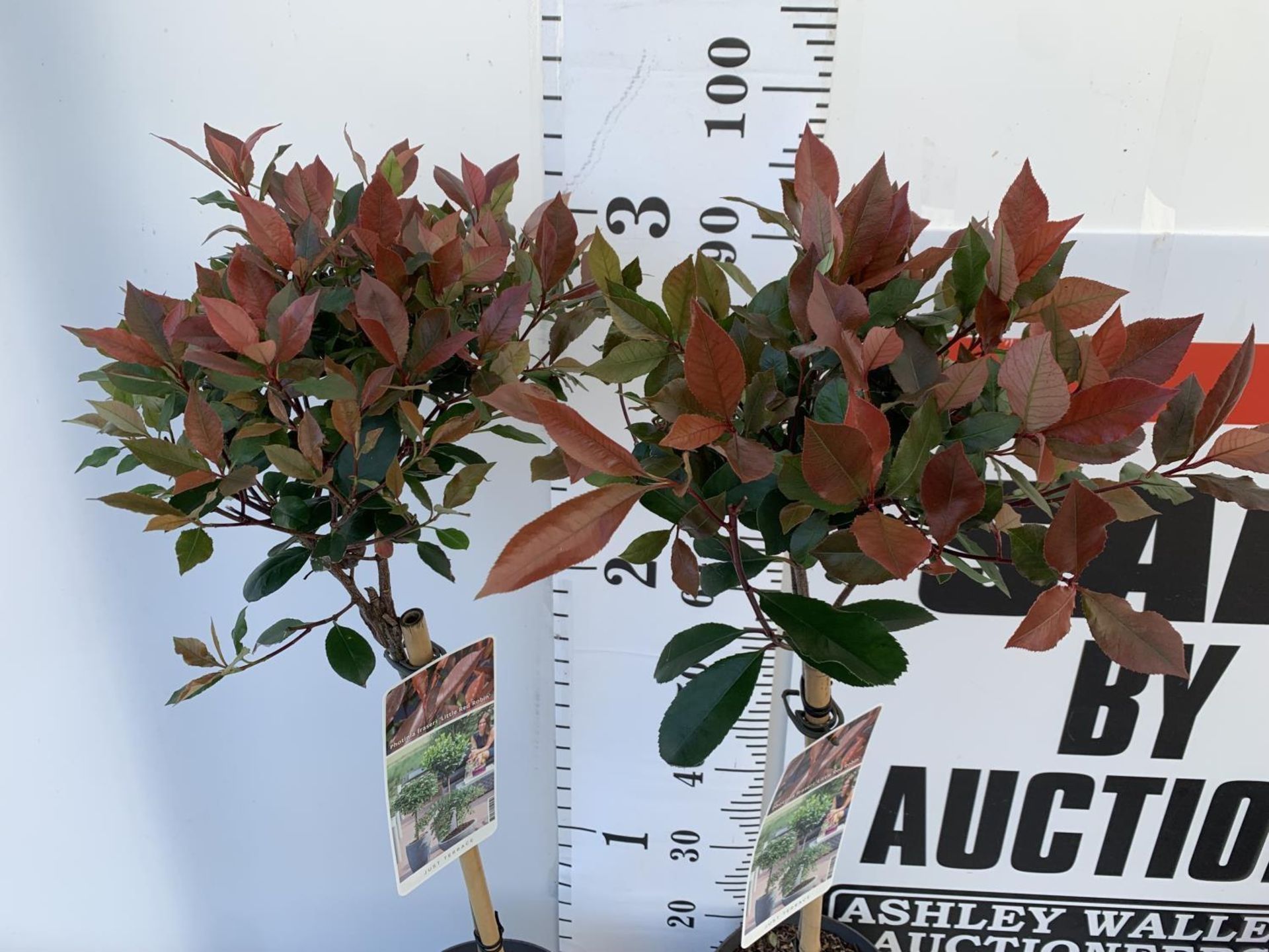 TWO STANDARD PHOTININA FRAZERI LITTLE RED ROBIN TREES IN 3 LTR POTS 90CM TALL PLUS VAT TO BE SOLD - Image 4 of 10
