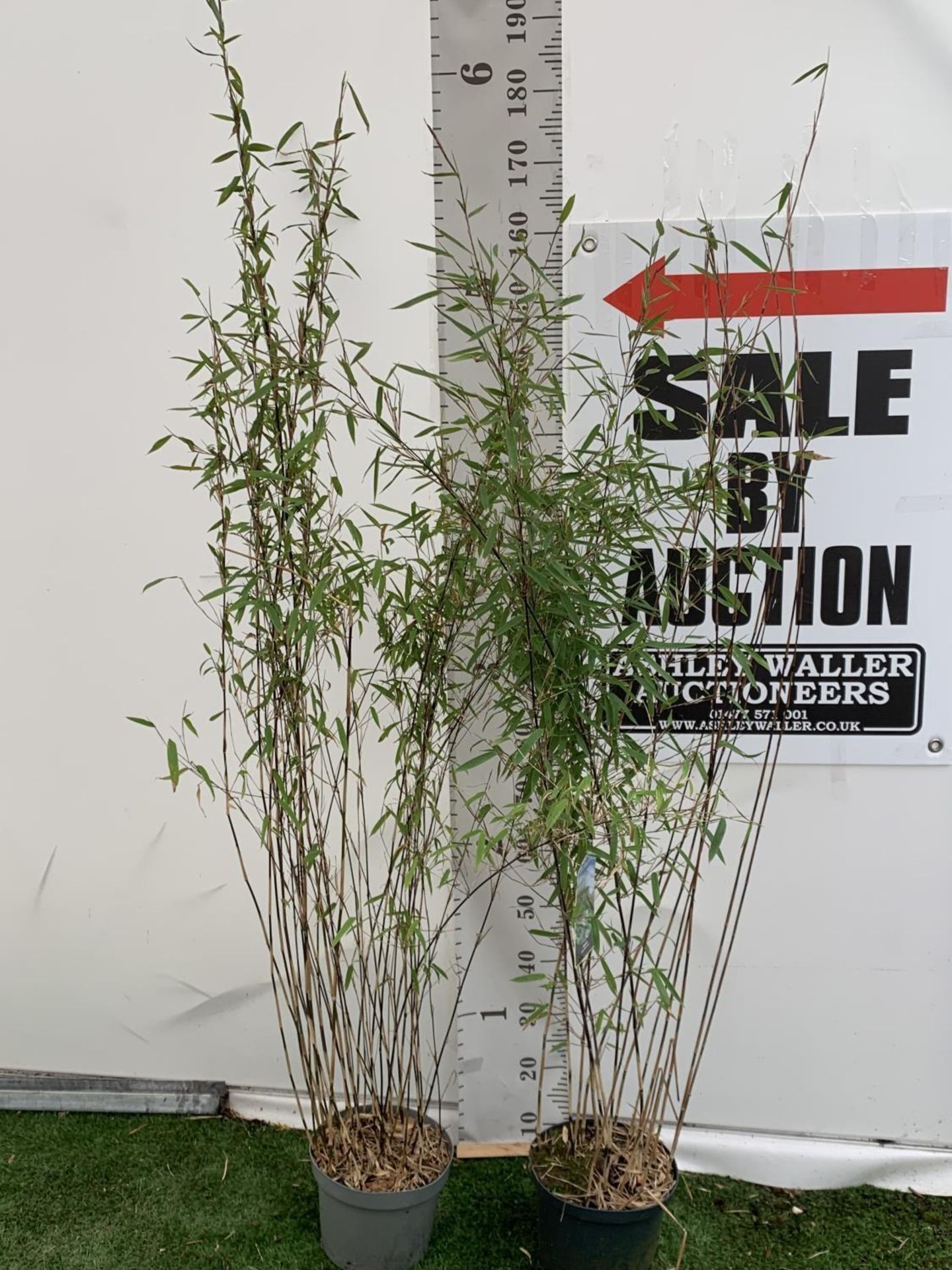 TWO BAMBOO FARGESIA 'BLACK PEARL' AND 'VOLCANO' OVER 2 METRES IN HEIGHT IN 5 LTR POTS PLUS VAT TO BE - Image 4 of 12