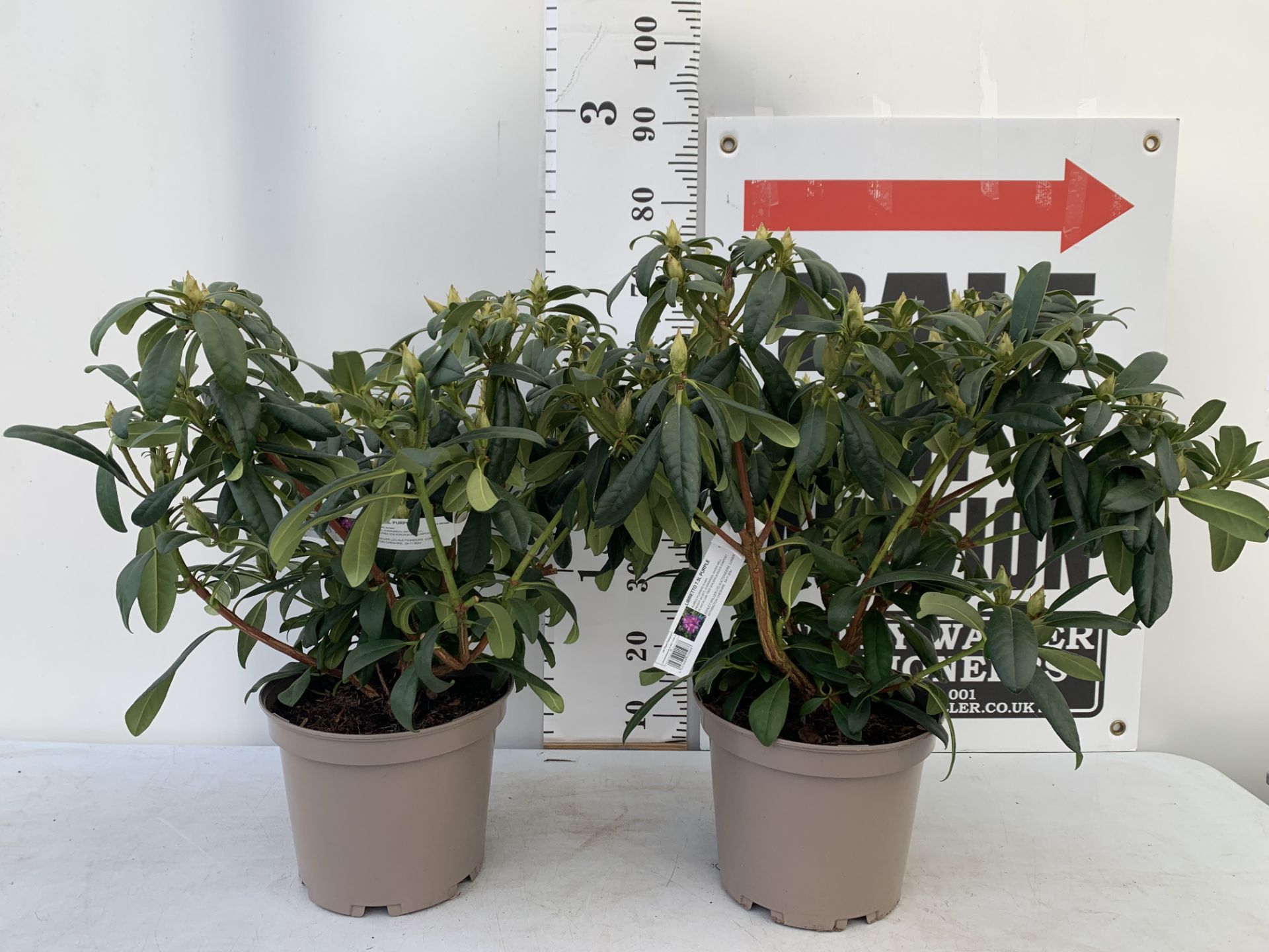 TWO RHODODENDRONS LIBRETTO PURPLE IN 7.5 LTR POTS APPROX 70CM IN HEIGHT PLUS VAT TO BE SOLD FOR