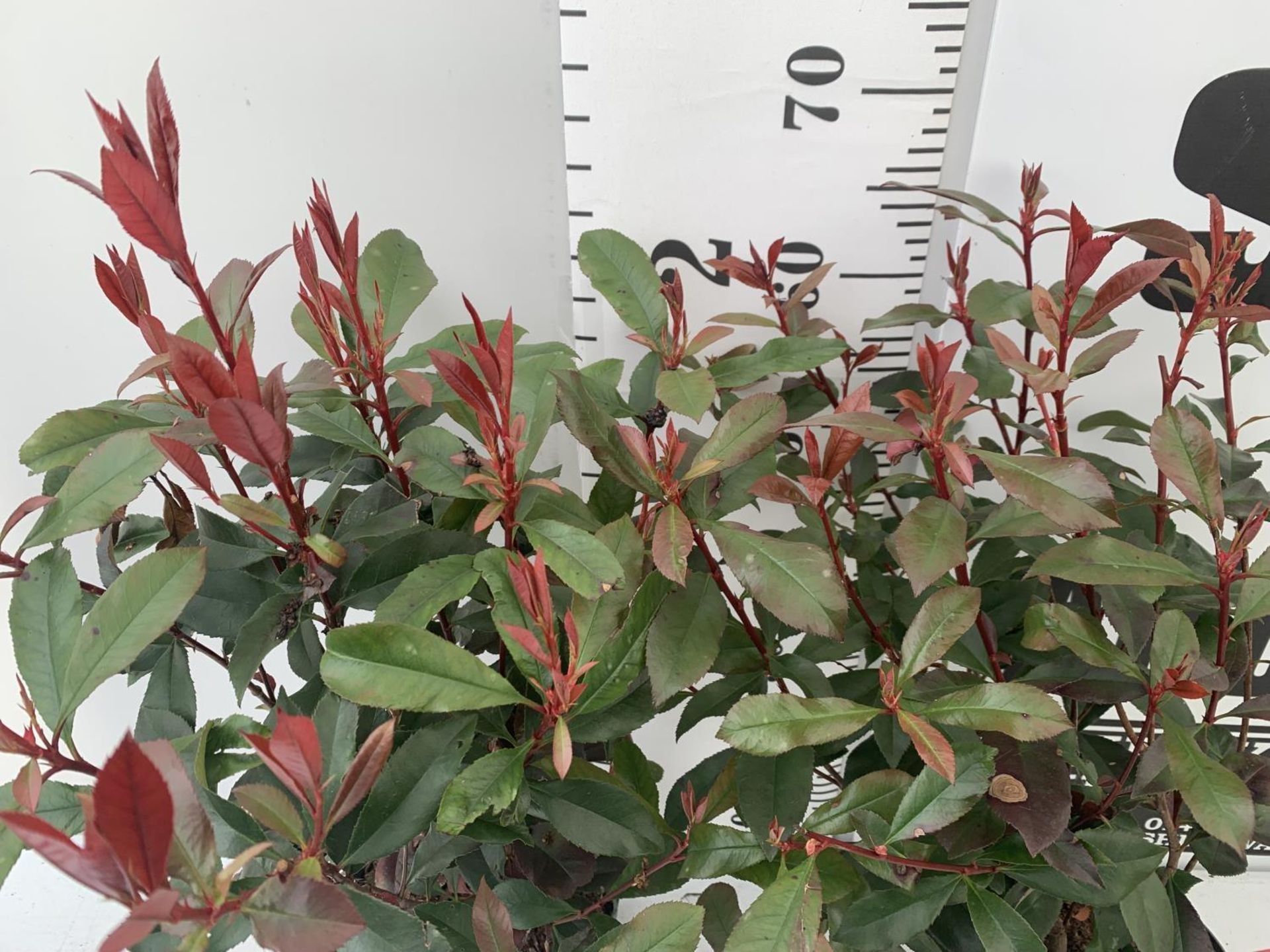 TWO PHOTINIA 'CARRE ROUGE' IN 3 LTR POTS APPROX 75CM IN HEIGHT PLUS VAT TO BE SOLD FOR THE TWO - Image 4 of 10
