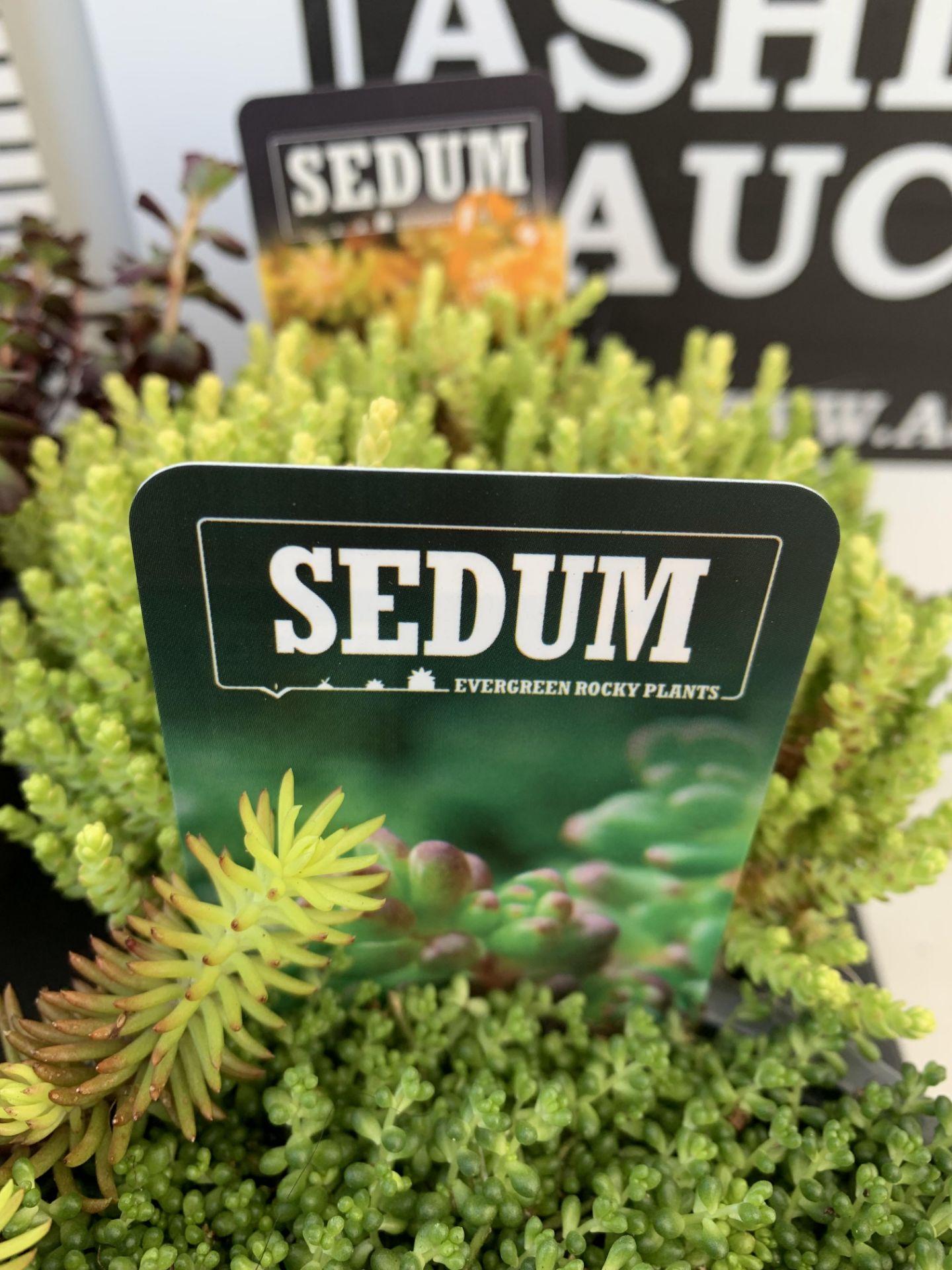 EIGHT VARIOUS EVERGREEN SEDUM IN P14 POTS PLUS VAT TO BE SOLD FOR THE EIGHT - Image 9 of 20
