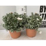 TWO CONVOLVULUS CNEORUM WITH WHITE FLOWERS IN 5 LTR POTS APPROX 45CM IN HEIGHT PLUS VAT TO BE SOLD