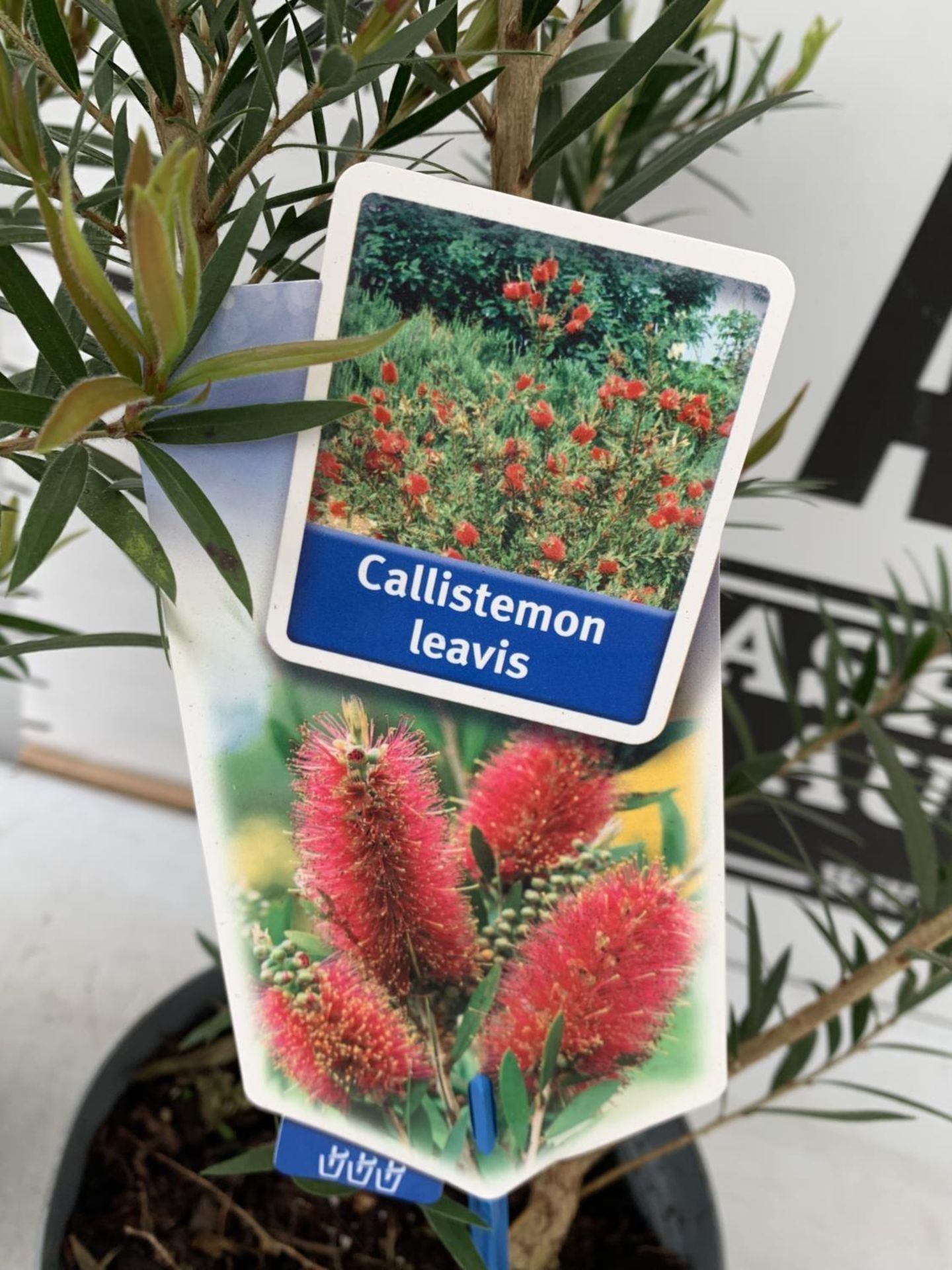 TWO CALLISTEMON LAEVIS IN 2 LTR POTS 50CM TALL PLUS VAT TO BE SOLD FOR THE TWO - Image 10 of 10