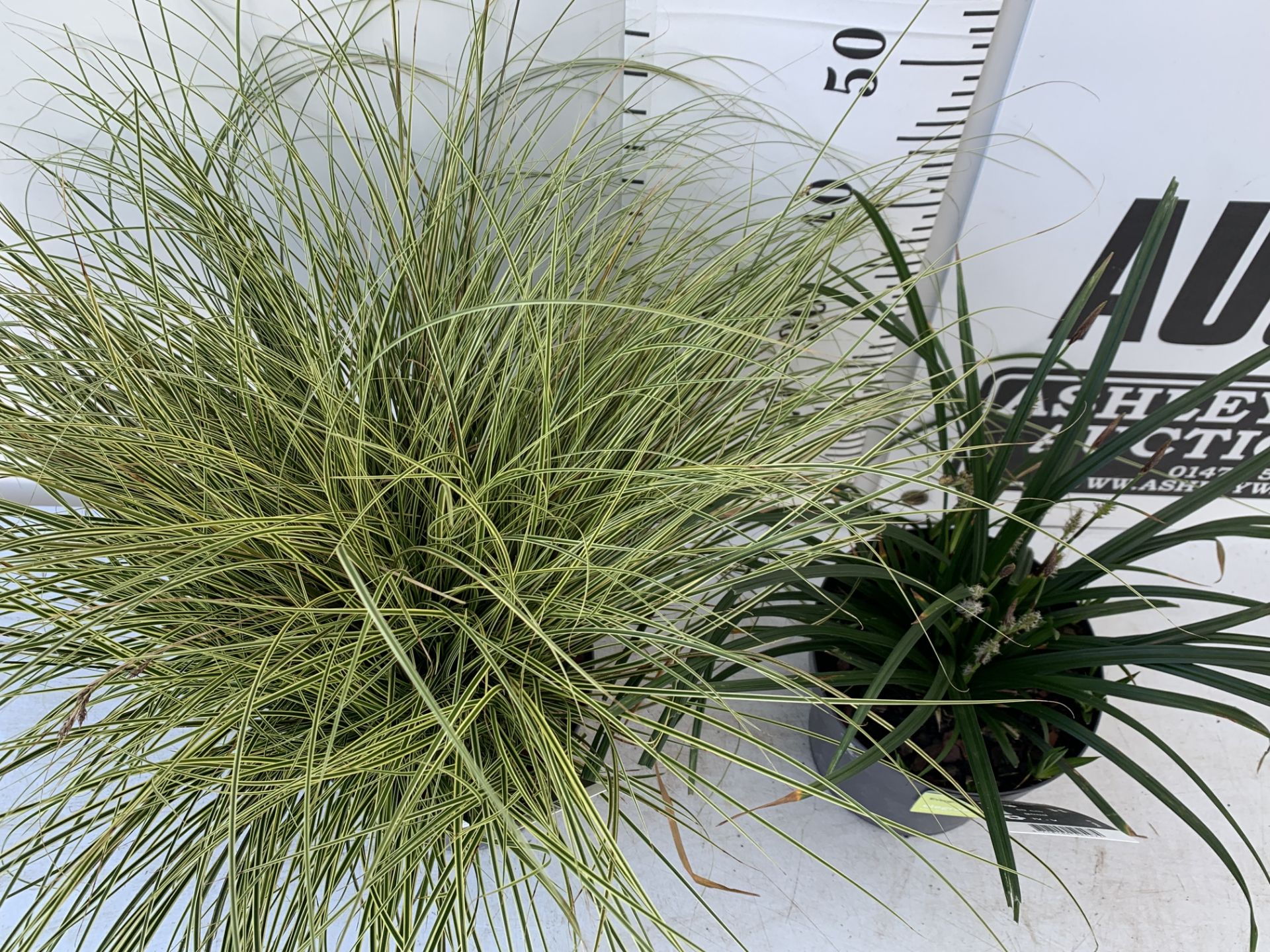 TWO HARDY AND EVERGREEN GRASSES CAREX BRUNNEA AND MORROWII IN 3 LTR POTS 50CM TALL PLUS VAT TO BE - Image 3 of 12