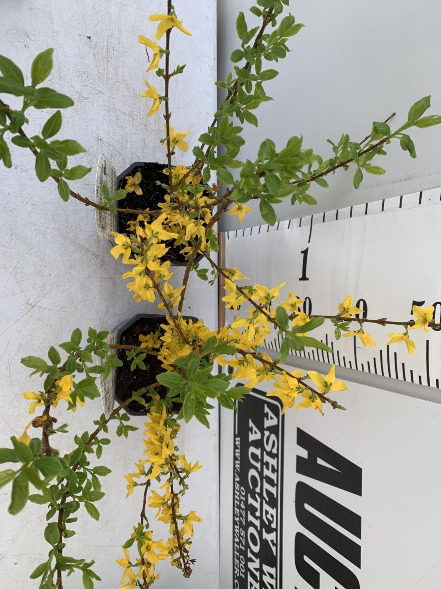 TWO FORSYTHIA MINIGOLD IN TWO LITRE POTS 60CM TALL PLUS VAT TO BE SOLD FOR THE TWO - Image 4 of 8