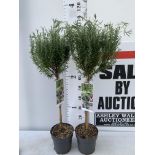TWO STANDARD ROSEMARY TREES IN 3 LTR POTS 100CM TALL NO VAT TO BE SOLD FOR THE TWO