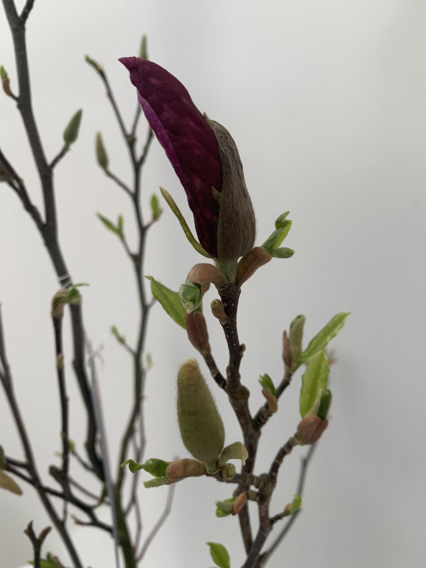 ONE MAGNOLIA PINK 'JANE' APPROX 120CM IN HEIGHT IN 7 LTR POT PLUS VAT - Image 5 of 10