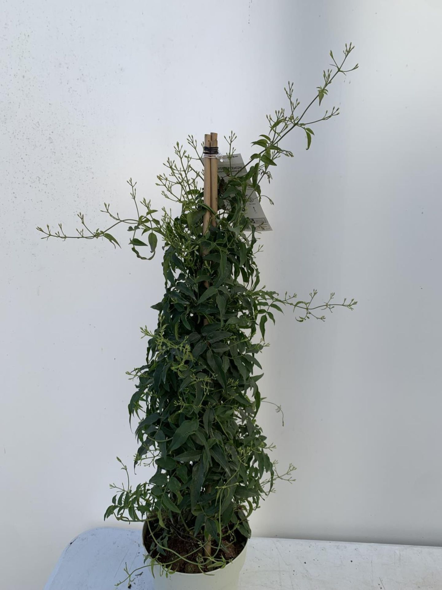 ONE JASMINE TRACHELOSPERMUM APPROX 80CM IN HEIGHT IN A 2 LTR POT PLUS VAT - Image 5 of 12