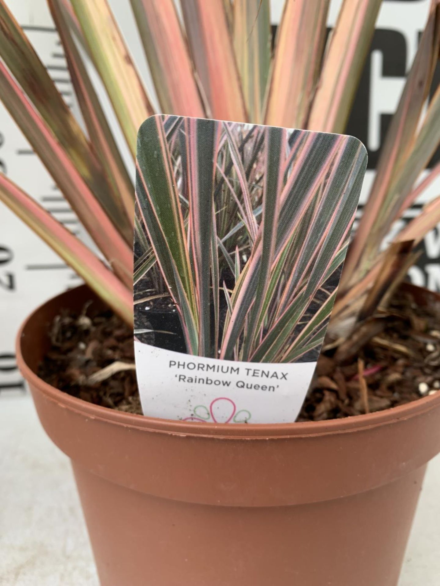 TWO PHORMIUM TENAX 'RAINBOW QUEEN' IN 3 LTR POTS APPROX 1M IN HEIGHT PLUS VAT TO BE SOLD FOR THE TWO - Image 9 of 12