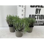 THREE LAVENDER PLANTS IN 2 LTR POTS APPROX 35CM IN HEIGHT PLUS VAT TO BE SOLD FOR THE THREE