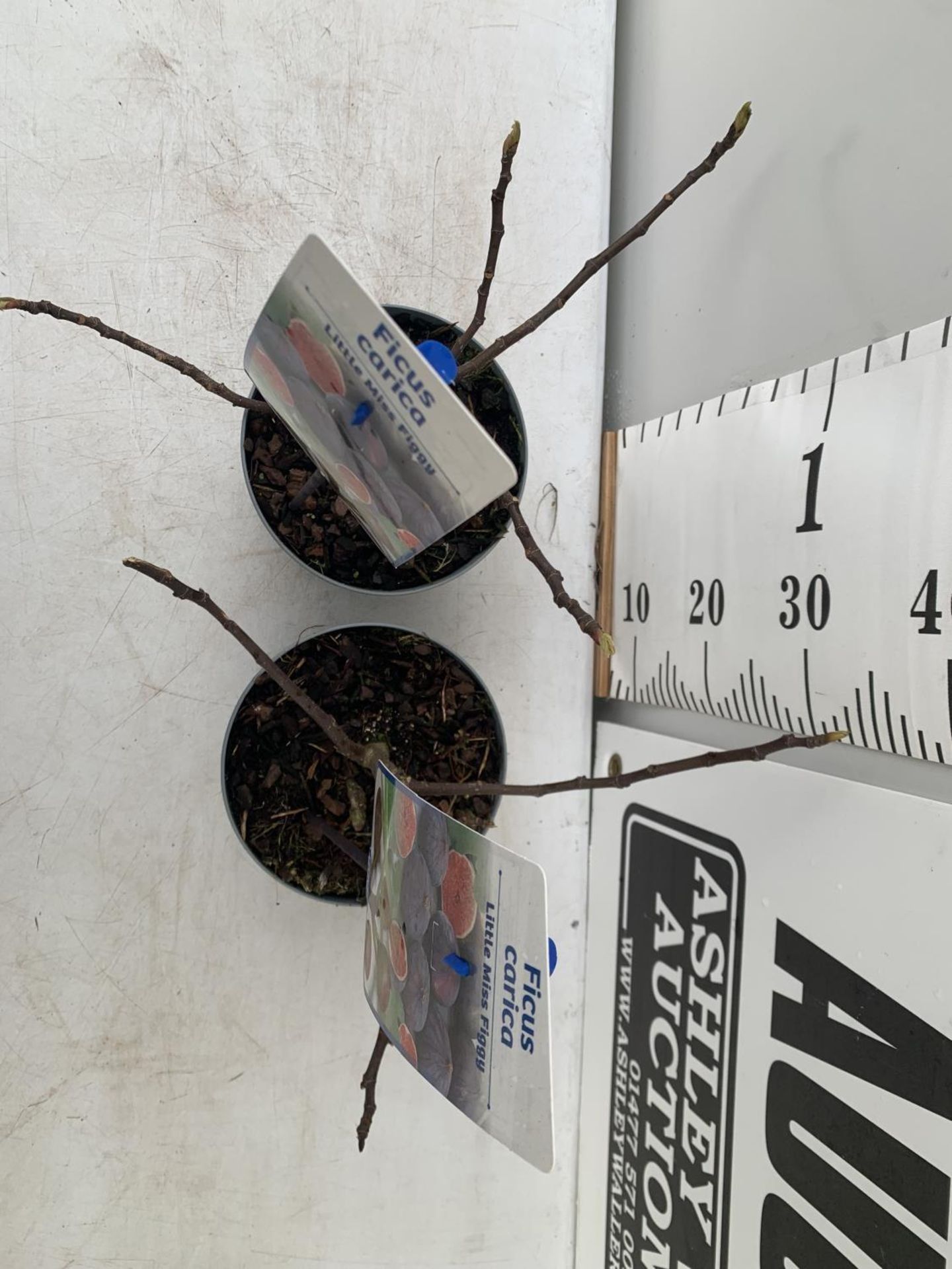 TWO FIG FICUS CARICA 'LITTLE MISS FIGGY' APPROX 35CM IN HEIGHT IN 2 LTR POTS NO VAT TO BE SOLD FOR - Image 4 of 8