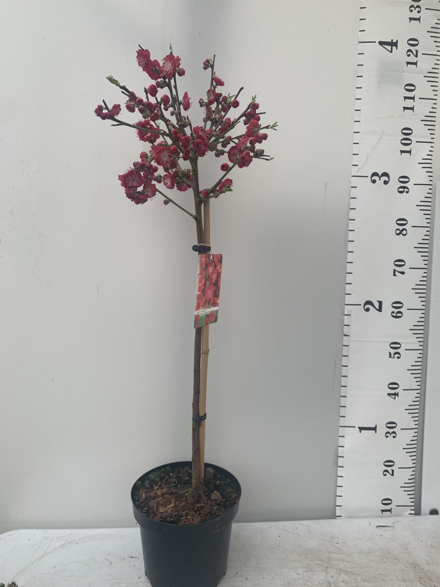 ONE FLOWERING CHERRY PRUNUS PERSICA 'MELRED' RED APPROX 110CM IN HEIGHT IN A 4LTR POT PLUS VAT - Image 4 of 14