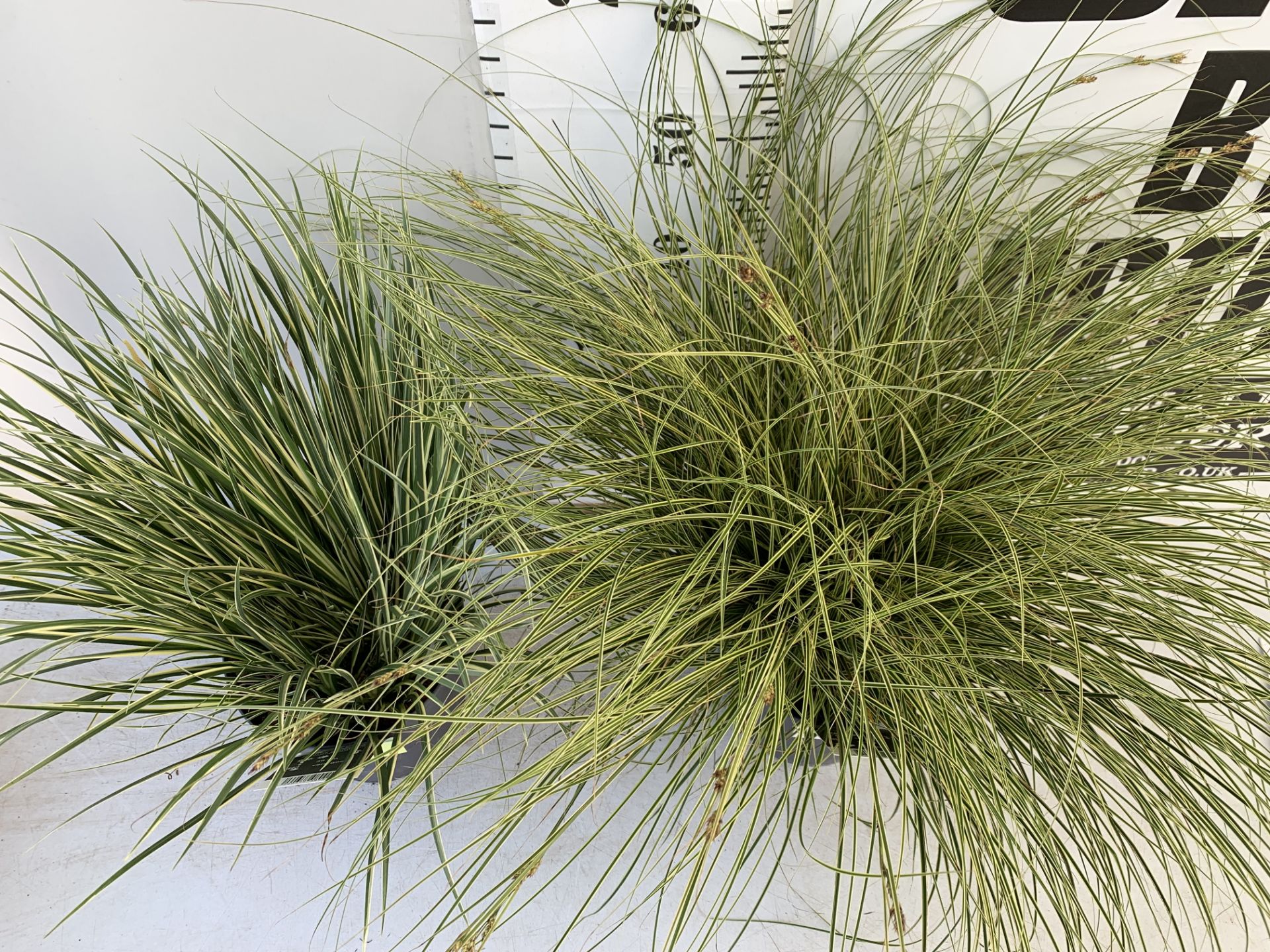 TWO HARDY AND EVERGREEN GRASSES CAREX BRUNNEA AND ACOURAS GRAMINEUS IN 3 LTR POTS 60CM TALL PLUS VAT - Image 3 of 10