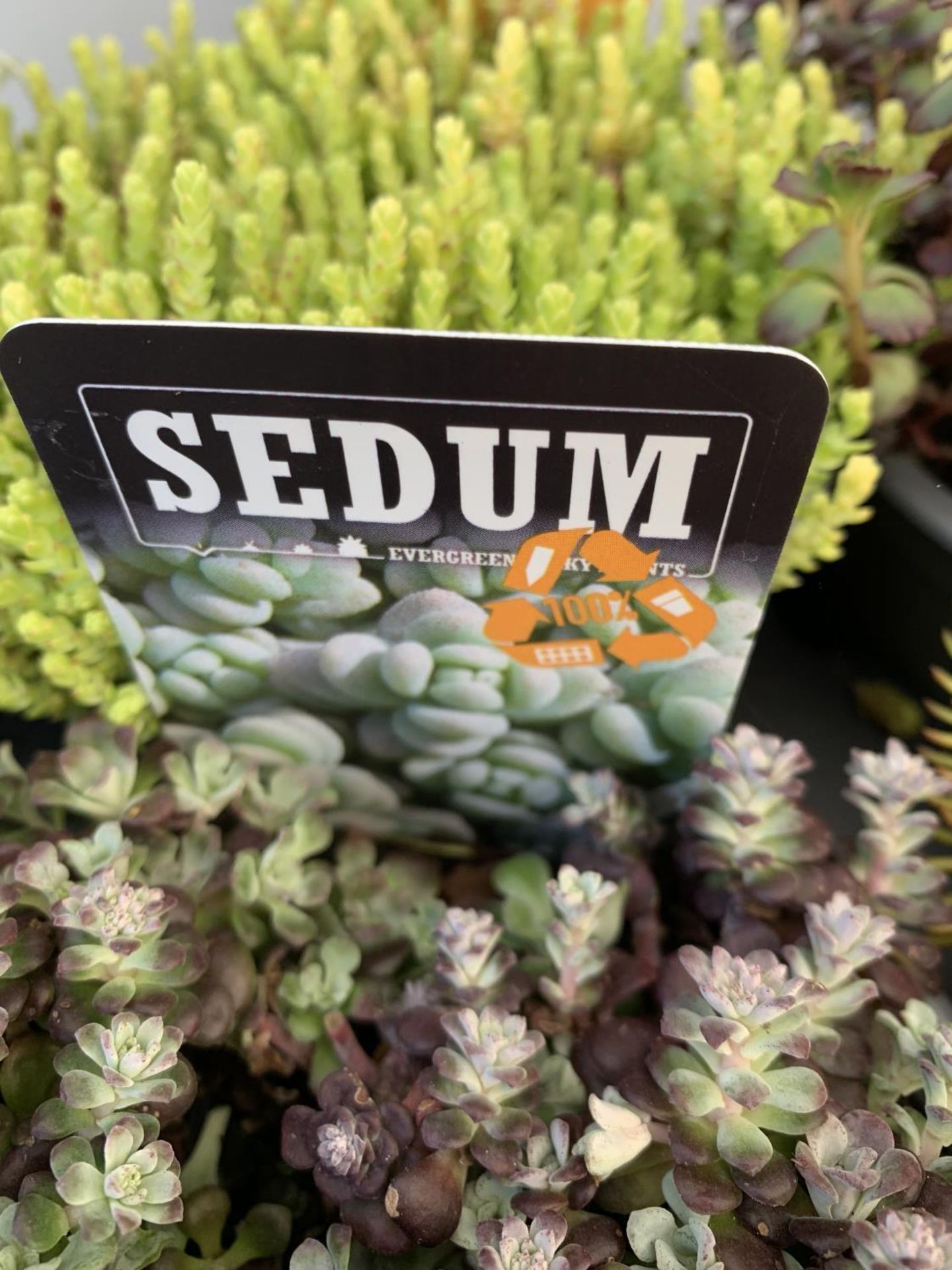 EIGHT VARIOUS EVERGREEN SEDUM IN P14 POTS PLUS VAT TO BE SOLD FOR THE EIGHT - Image 16 of 20