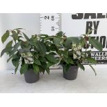 TWO VIBURNUM 'DAVIDII' IN 2LTR POTS APPROX 40CM IN HEIGHT TO BE SOLD FOR THE TWO PLUS VAT