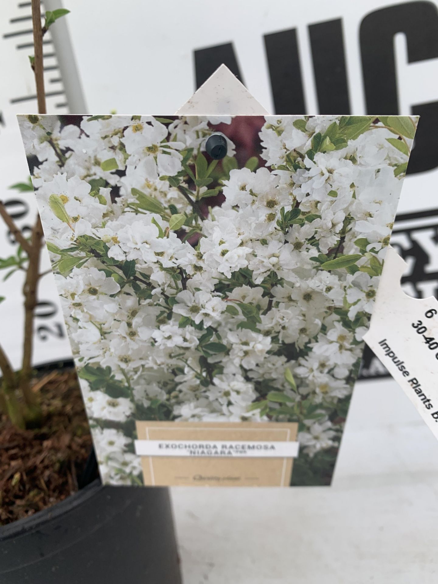 TWO EXOCHORDA RACEMOSA 'NIAGARA' IN 3 LTR POTS APPROX 65CM IN HEIGHT PLUS VAT TO BE SOLD FOR THE TWO - Image 12 of 12