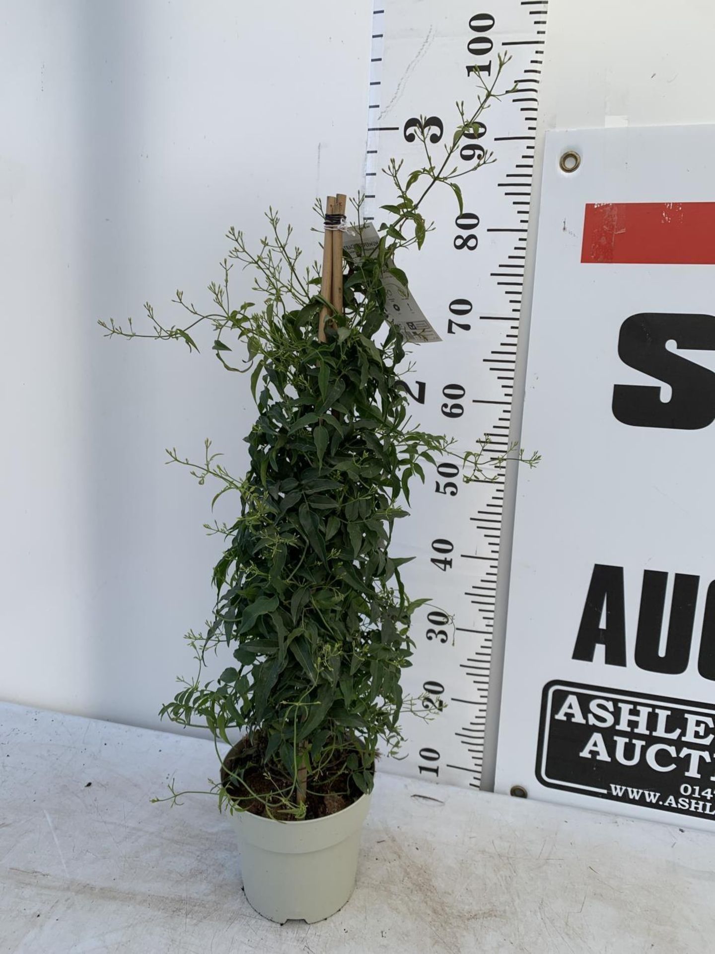 ONE JASMINE TRACHELOSPERMUM APPROX 80CM IN HEIGHT IN A 2 LTR POT PLUS VAT - Image 2 of 12