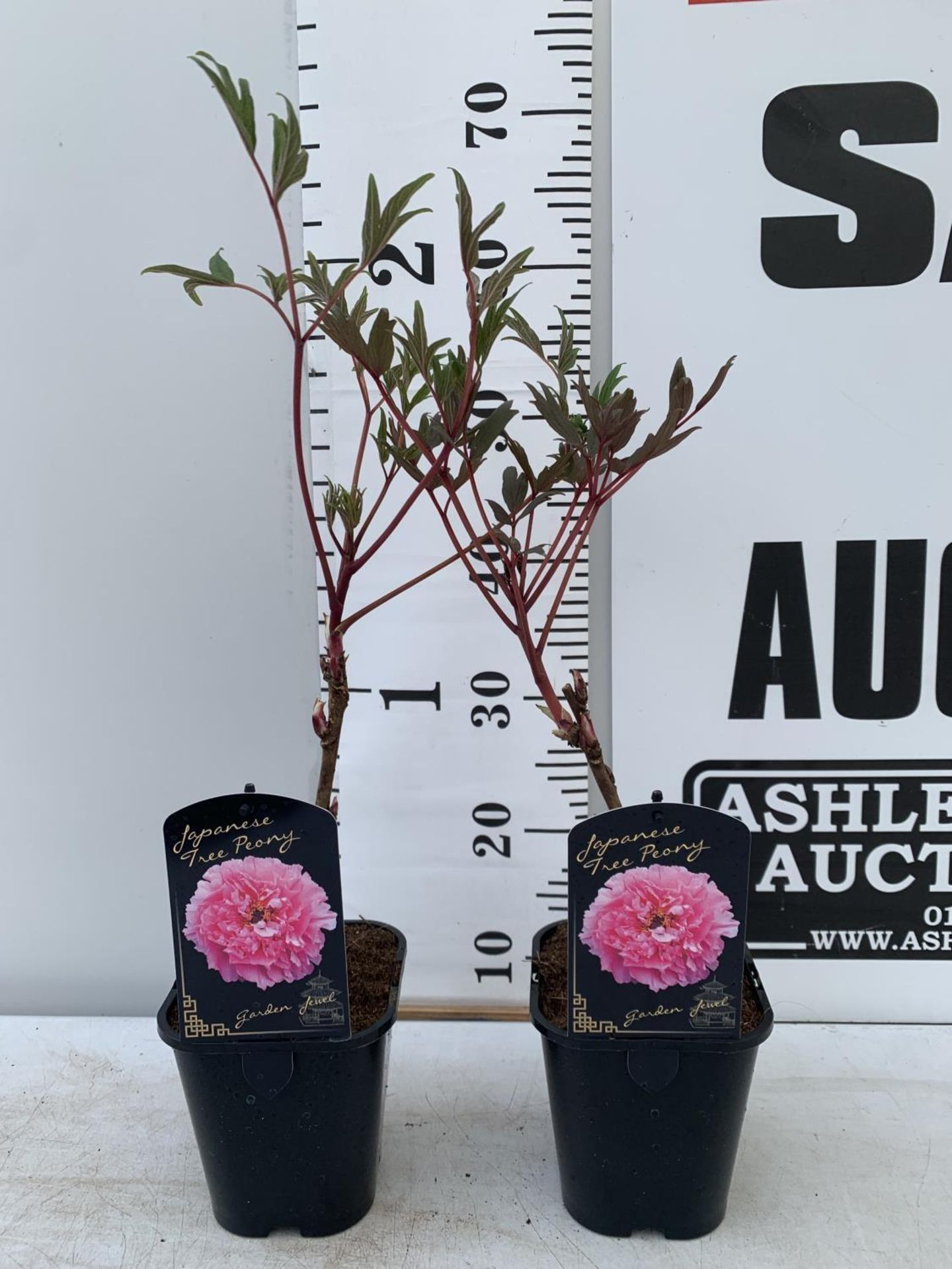 TWO PAEONIA SUFFRUCTICOSA JAPANESE TREE PAEONIES IN PINK IN 1 LTR POTS HEIGHT 50CM PLUS VAT TO BE