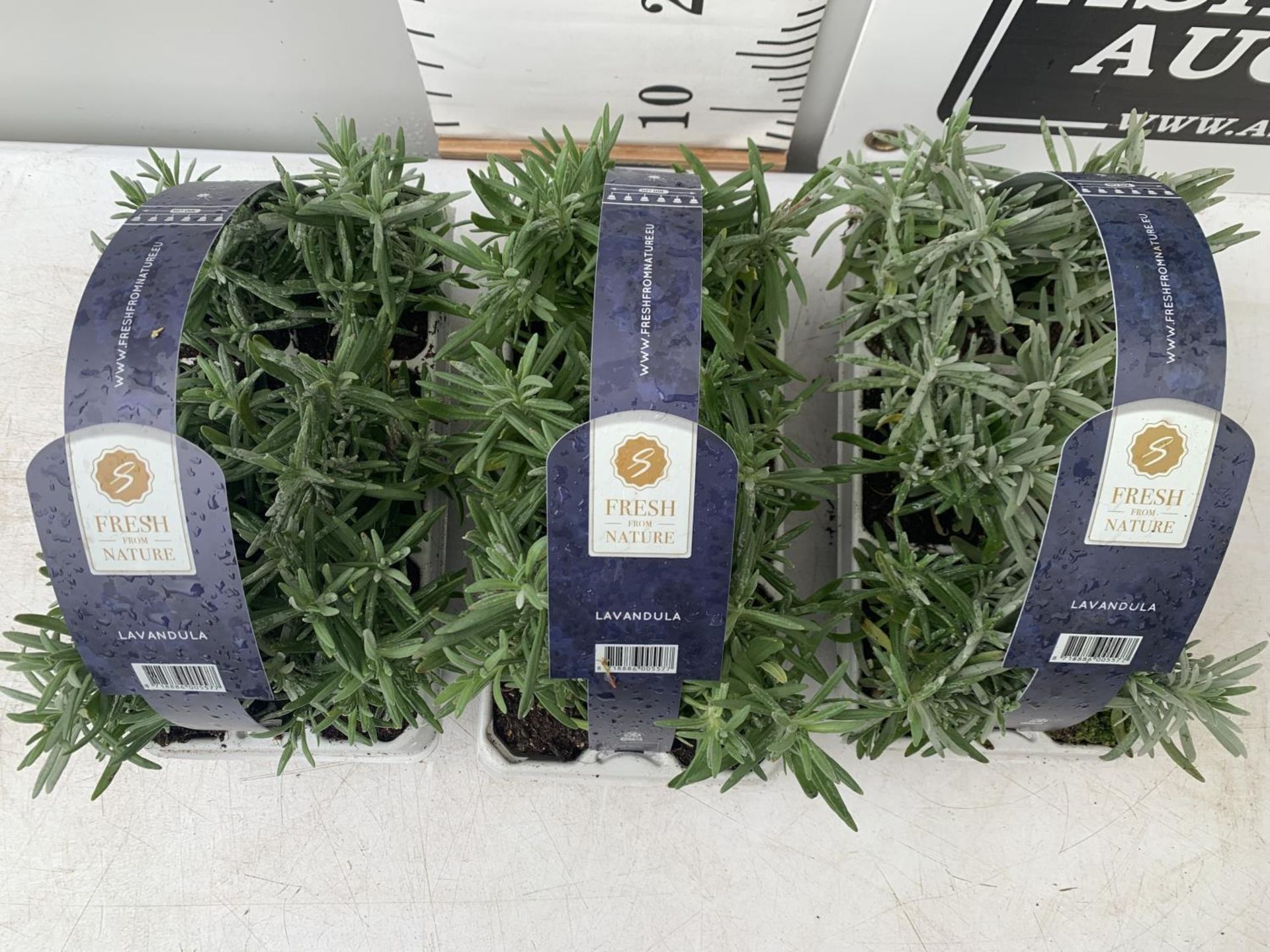 3 CARRY TRAYS OF PLUG LAVENDERS 18 PLANTS IN TOTAL PLUS VAT TO BE SOLD FOR THE THREE TRAYS - Image 4 of 6