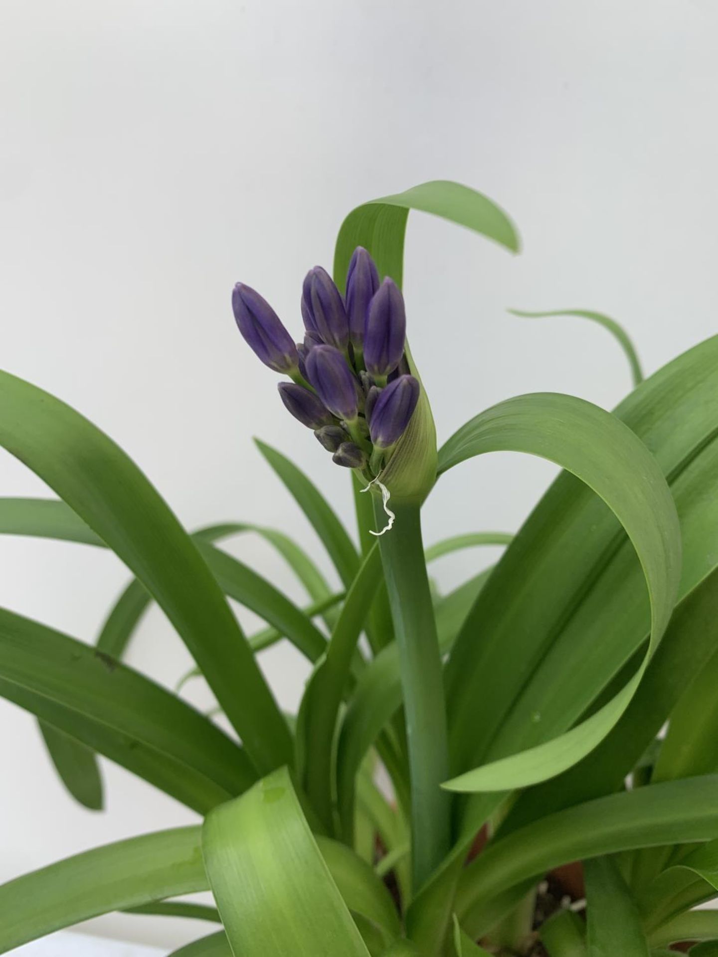 TWO AGAPANTHUS AFRICANUS PURPLE 'BLUE THUNDER'IN A 4 LTR POT APPROX 50CM IN HEIGHT PLUS VAT TO BE - Bild 6 aus 10