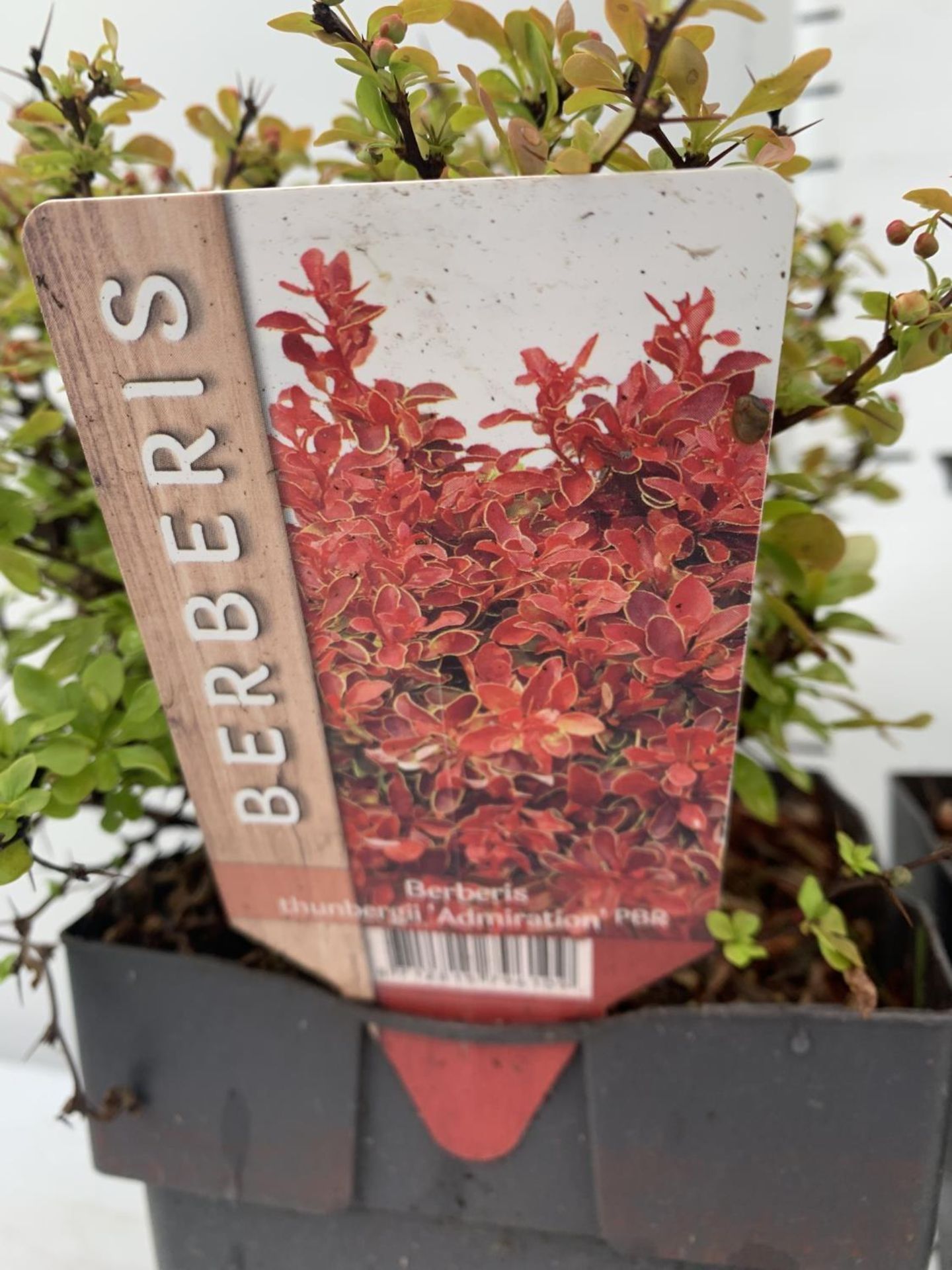 THREE ASSORTED BERBERIS THUNBERGII 'RUBY STAR' 'TINY GOLD' AND 'ADMIRATION' IN 2 LTR POTS PLUS VAT - Image 12 of 12