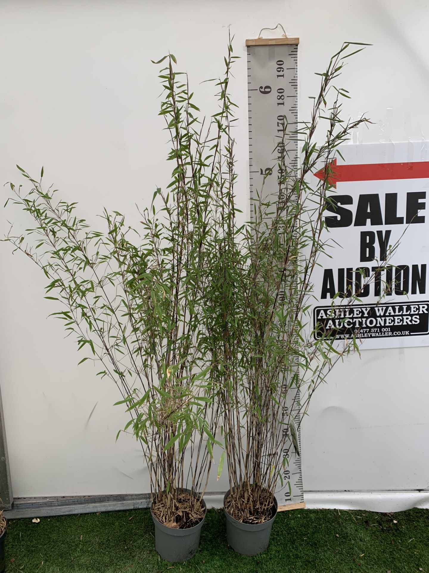 TWO BAMBOO FARGESIA 'VOLCANO' OVER 2 METRES IN HEIGHT IN 5 LTR POTS PLUS VAT TO BE SOLD FOR THE TWO