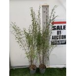 TWO BAMBOO FARGESIA 'VOLCANO' OVER 2 METRES IN HEIGHT IN 5 LTR POTS PLUS VAT TO BE SOLD FOR THE TWO
