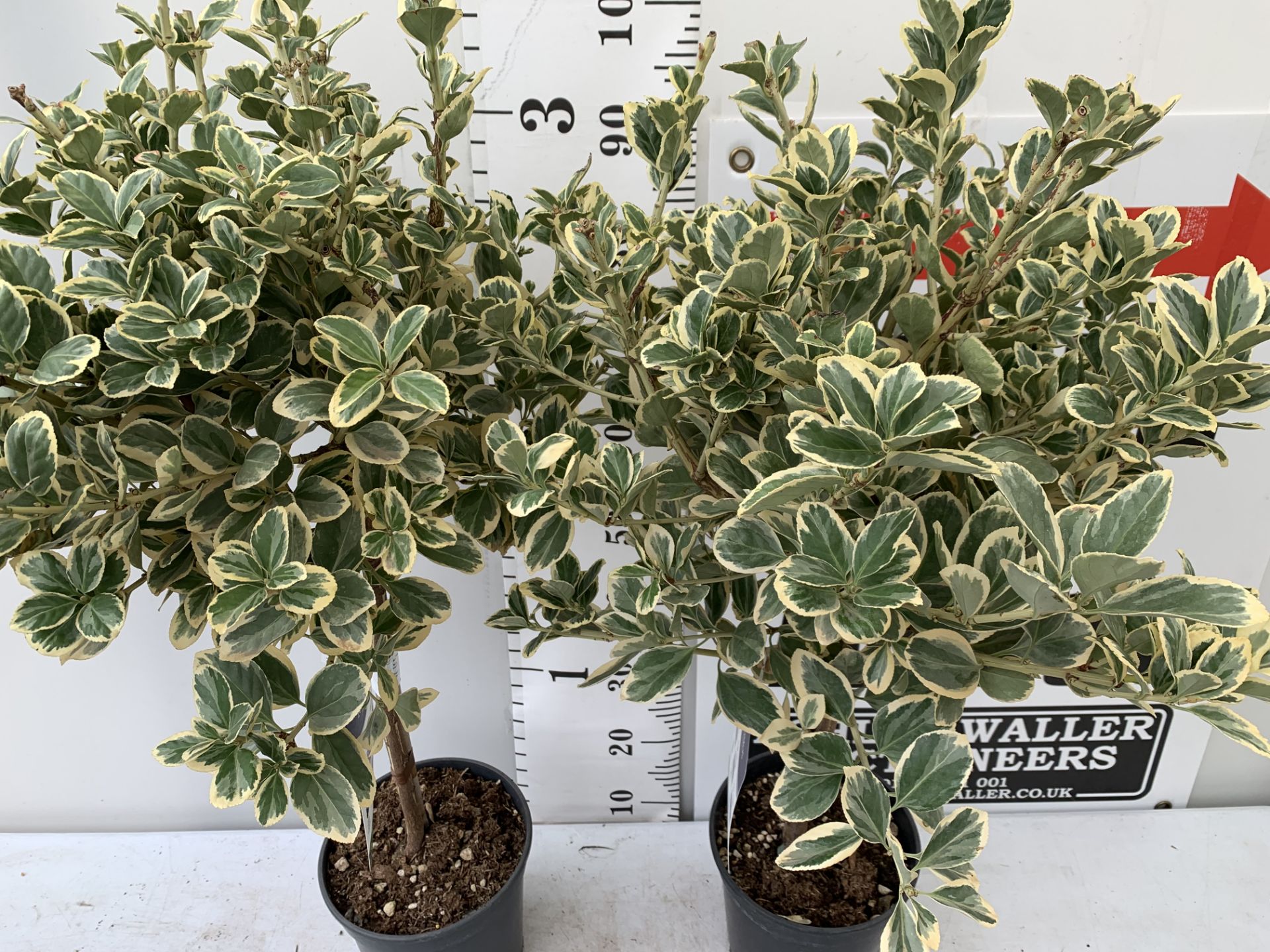TWO EUONYMUS JAPONICUS STANDARD TREES APPROX 110CM IN HEIGHT IN 5 LTR POTS PLUS VAT TO BE SOLD FOR - Image 5 of 10