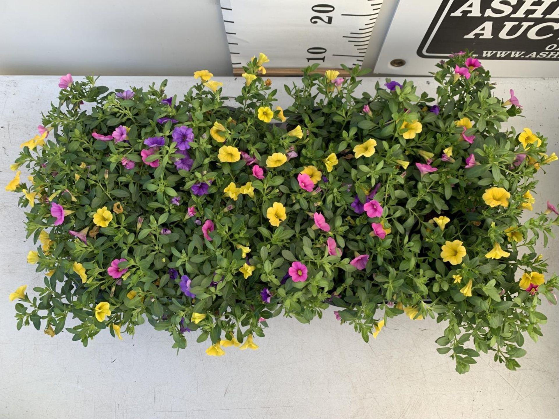 EIGHT POTS CALIBRACHOA TRIOBELLS IN 2 LTR POTS PLUS VAT TO BE SOLD FOR THE EIGHT - Image 2 of 8