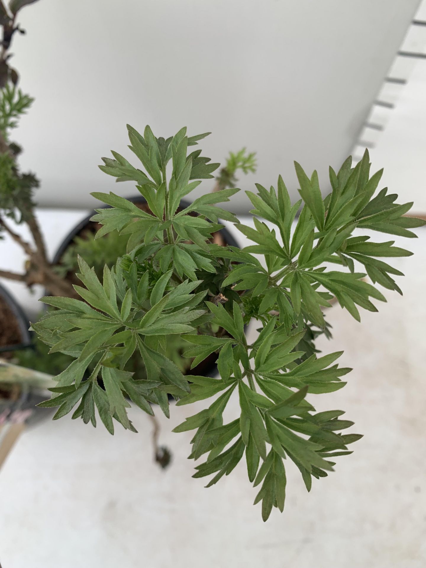 TWO SAMBUCUS NIGRA 'GOLDEN TOWER' AND 'BLACK BEAUTY' IN 2 LTR POTS APPROX 50CM IN HEIGHT PLUS VAT TO - Image 13 of 14