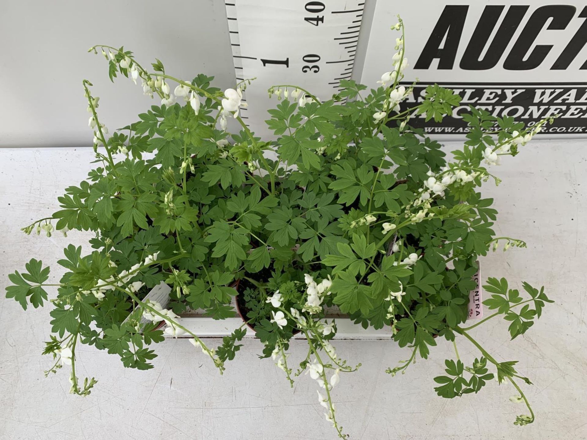 TEN DICENTRA SPECTABILIS 'ALBA' WHITE ON A TRAY PLUS VAT TO BE SOLD FOR THE TEN - Image 4 of 10