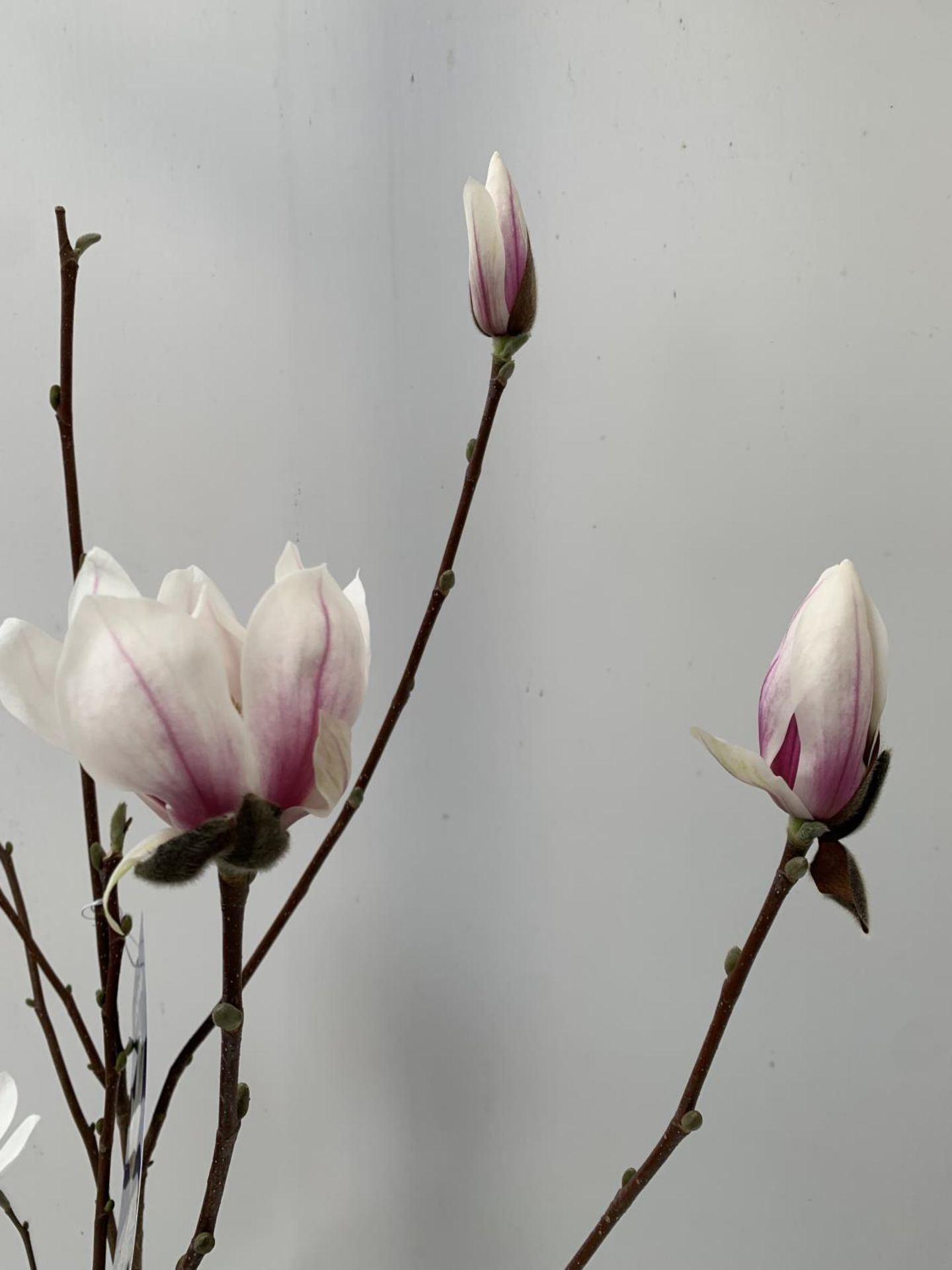 ONE MAGNOLIA SOULANGEANA 'SUPERBA' APPROX 120CM IN HEIGHT IN A 7 LTR POT PLUS VAT - Image 8 of 14