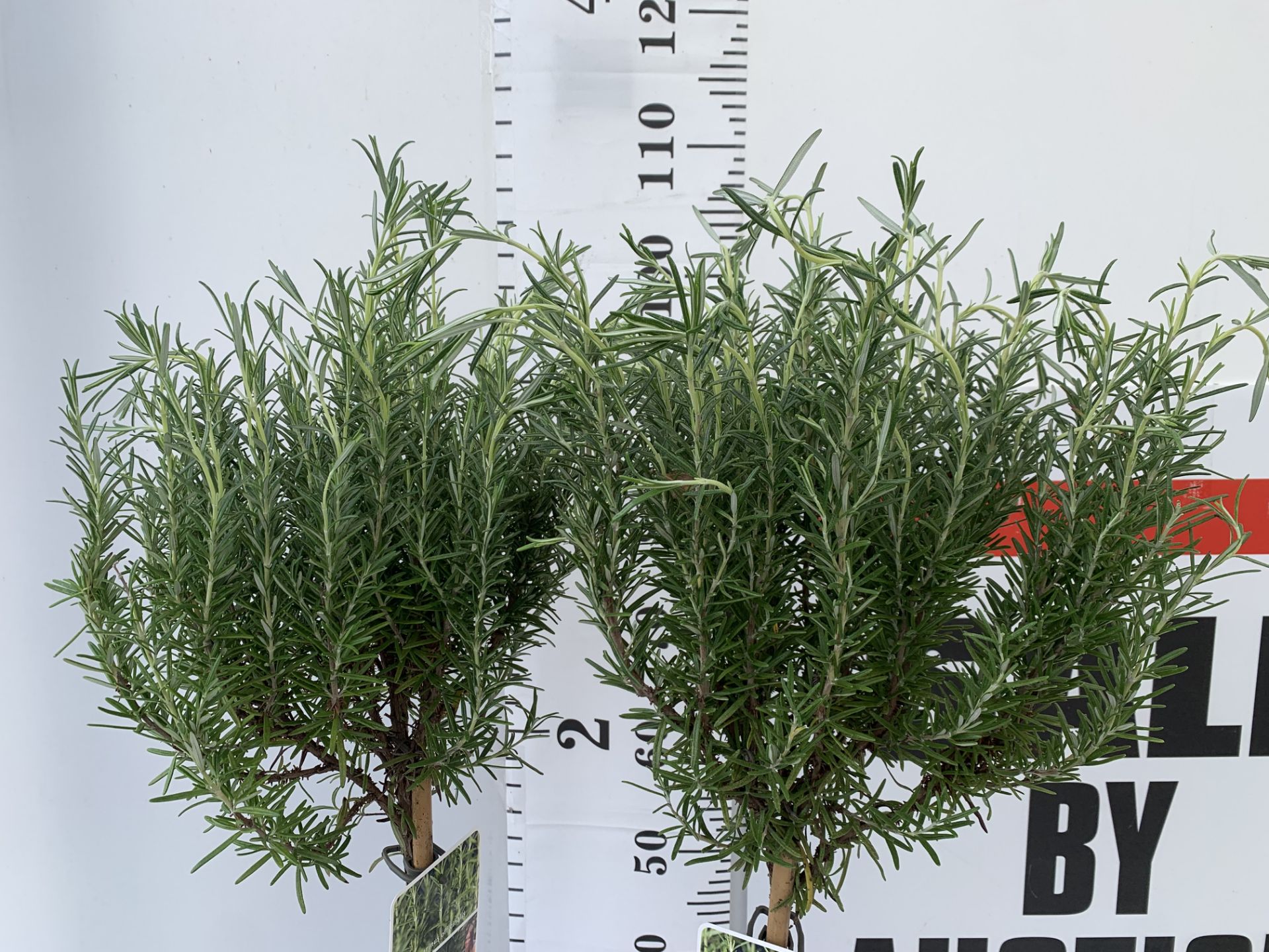 TWO STANDARD ROSEMARY TREES IN 3 LTR POTS 100CM TALL NO VAT TO BE SOLD FOR THE TWO - Bild 5 aus 10