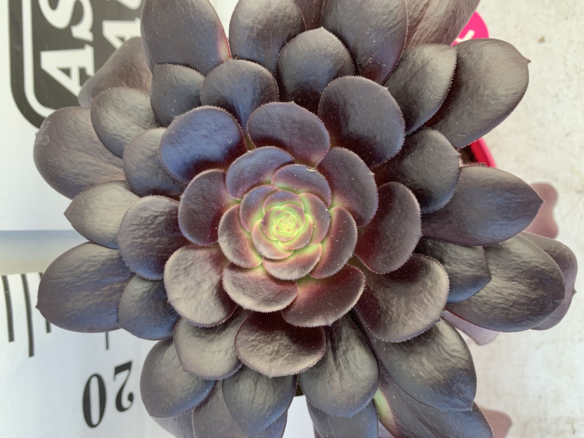 TWO AEONIUM ARBOREUM VELOURS IN 1 LTR POTS 25CM TALL PLUS VAT TO BE SOLD FOR THE TWO - Image 5 of 6