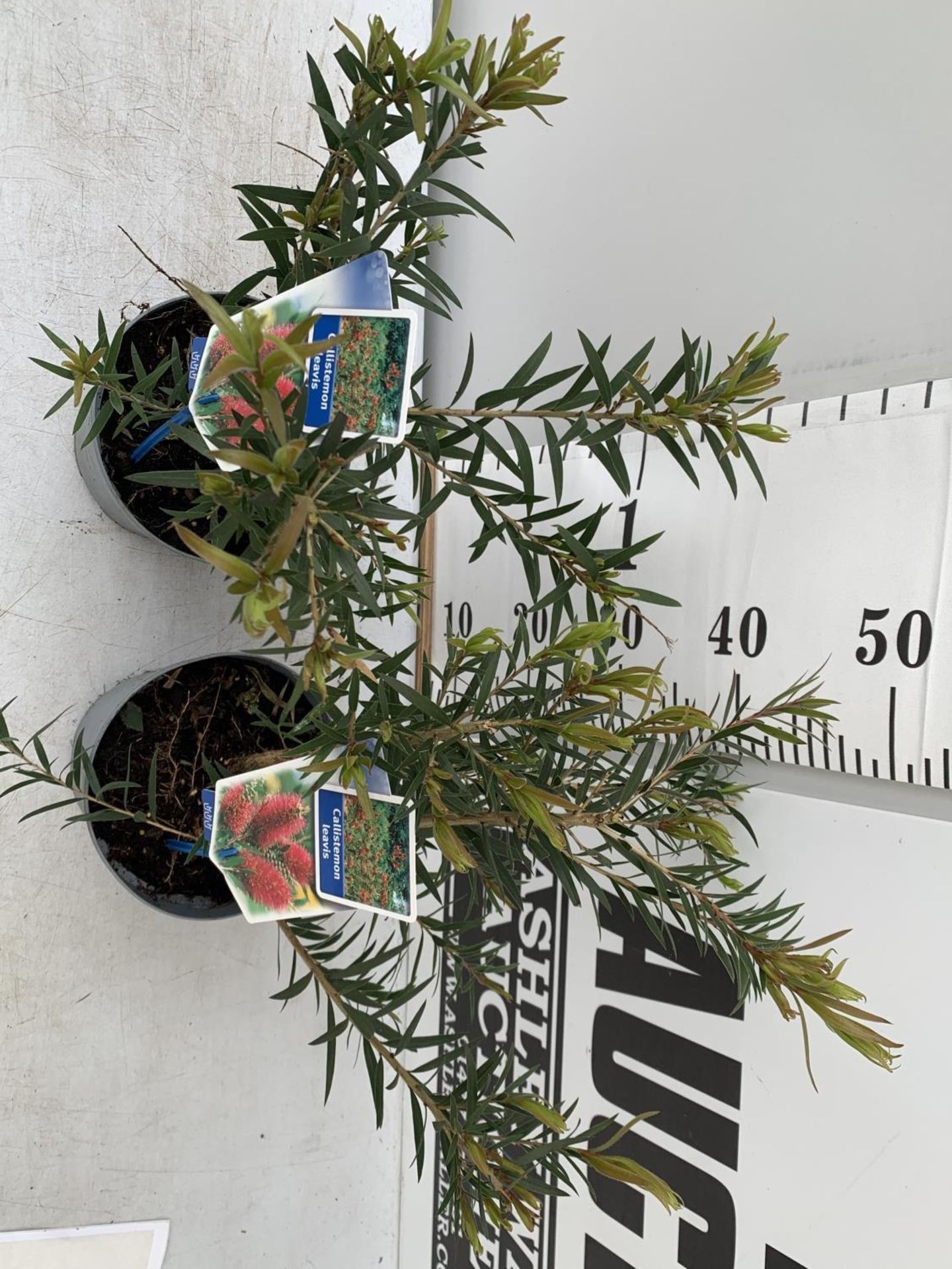 TWO CALLISTEMON LAEVIS IN 2 LTR POTS 50CM TALL PLUS VAT TO BE SOLD FOR THE TWO - Image 4 of 10