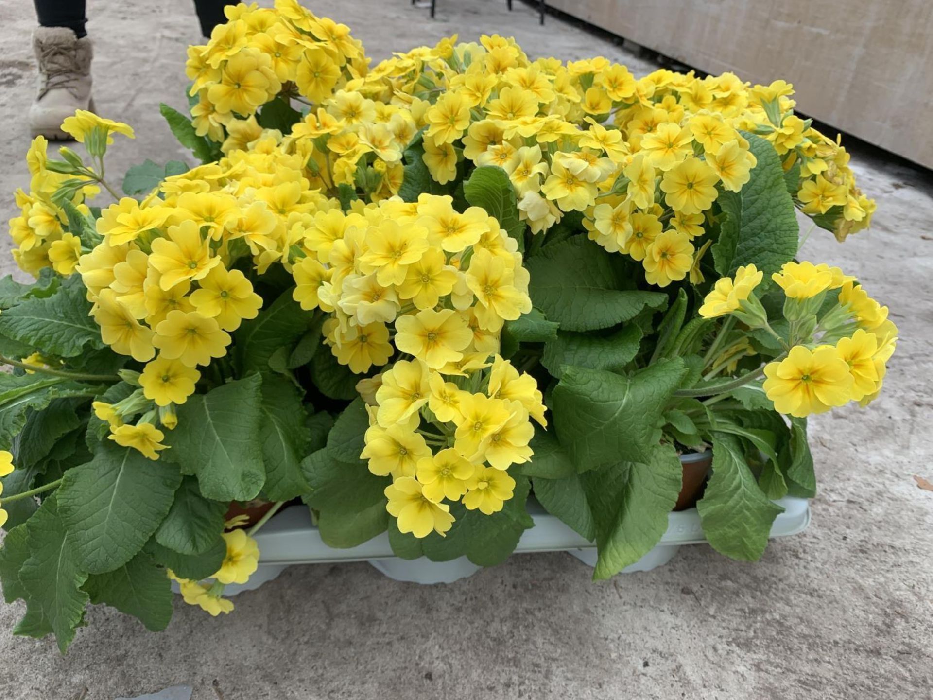SIX GOLDEN NUGGET SCENTED YELLOW POLYANTHUS PLUS VAT TO BE SOLD FOR THE SIX - Bild 4 aus 4