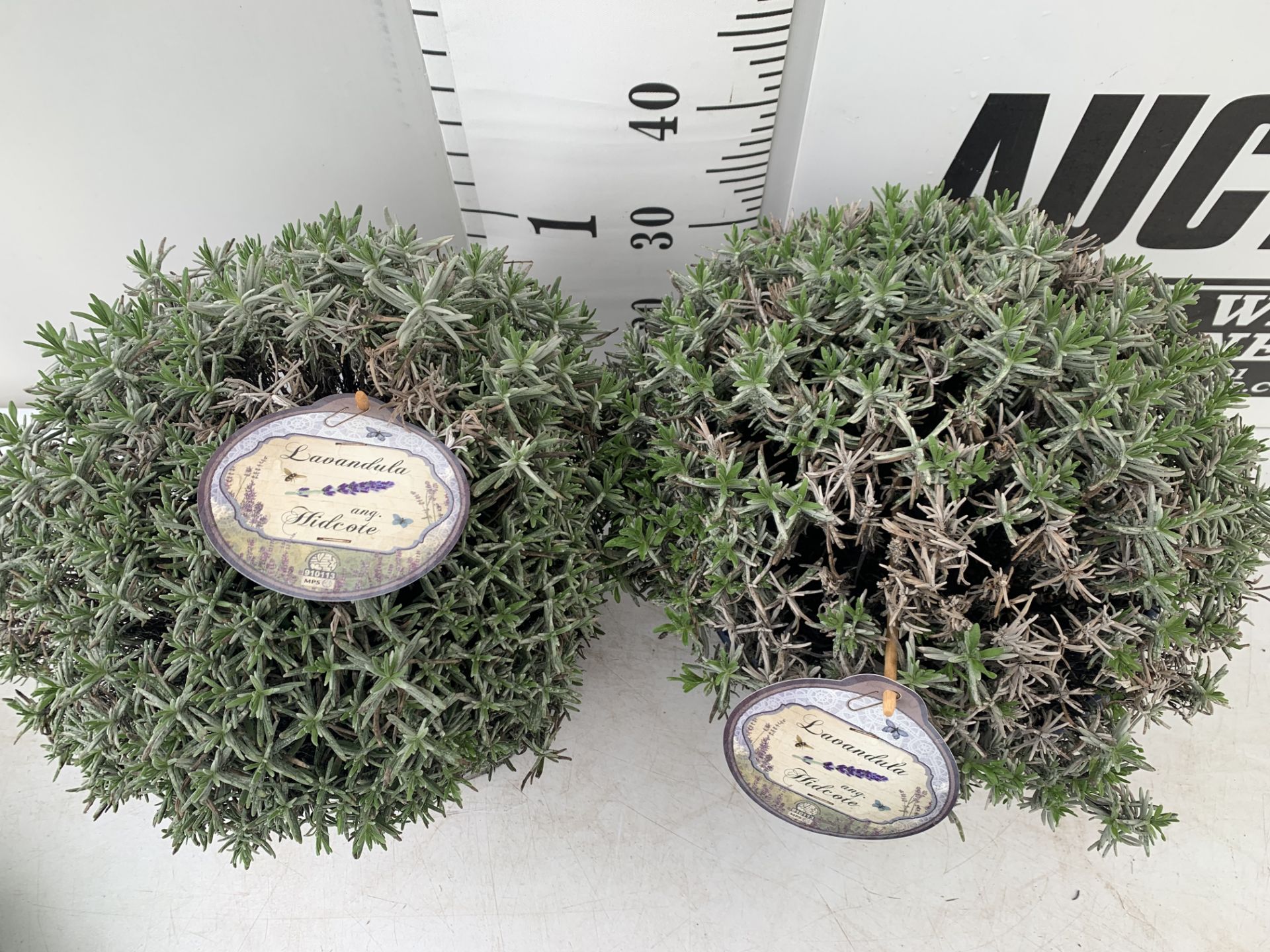 TWO LAVENDER 'HIDCOTE' IN 5 LTR POTS APPROX 40CM IN HEIGHT IN 5 LTR POTS TO BE SOLD FOR THE TWO - Image 3 of 8