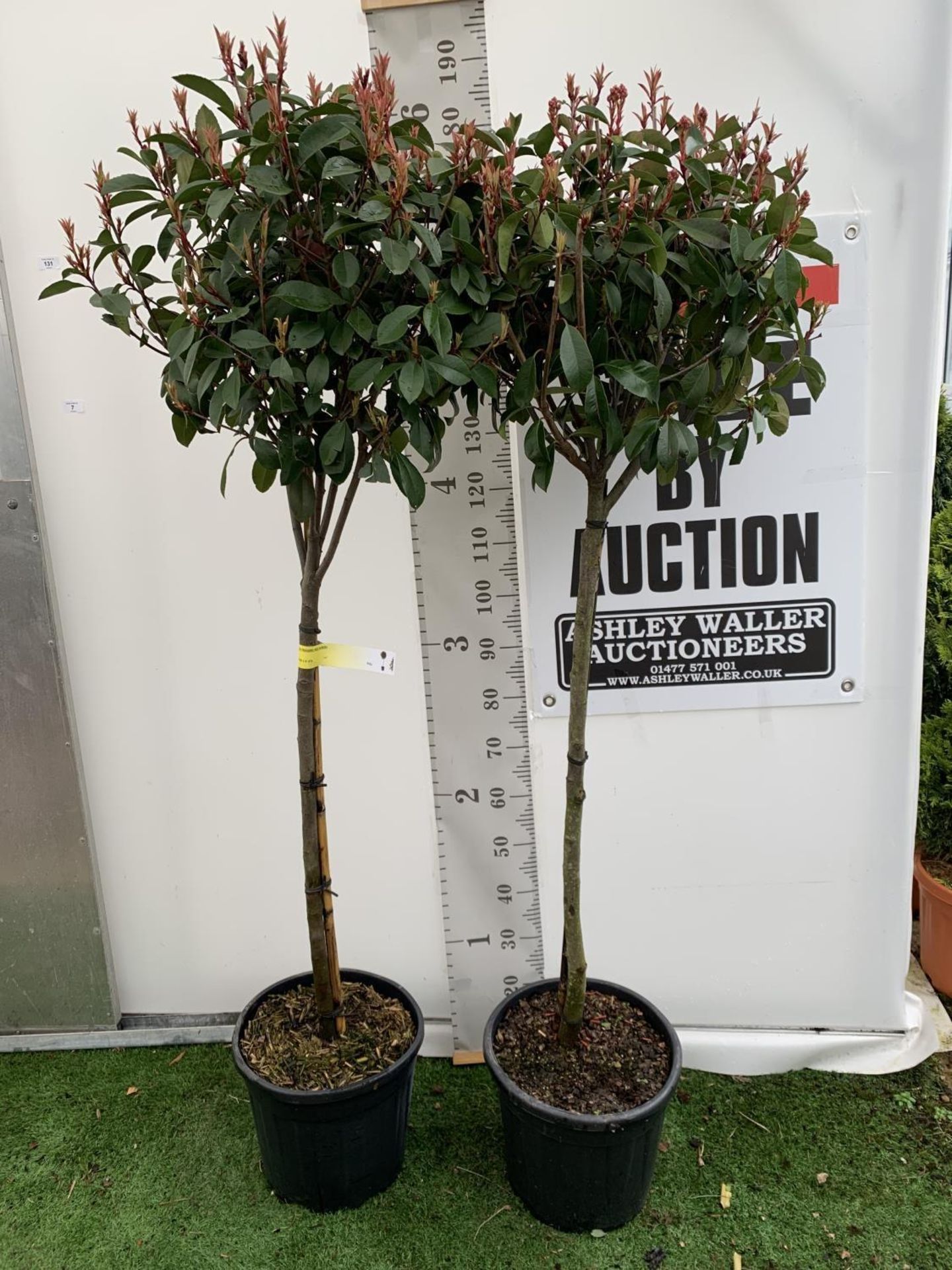 TWO PHOTINIA FRASERI 'RED ROBIN' STANDARD TREES APPROX 180CM IN HEIGHT IN 15 LTR POTS PLUS VAT TO BE