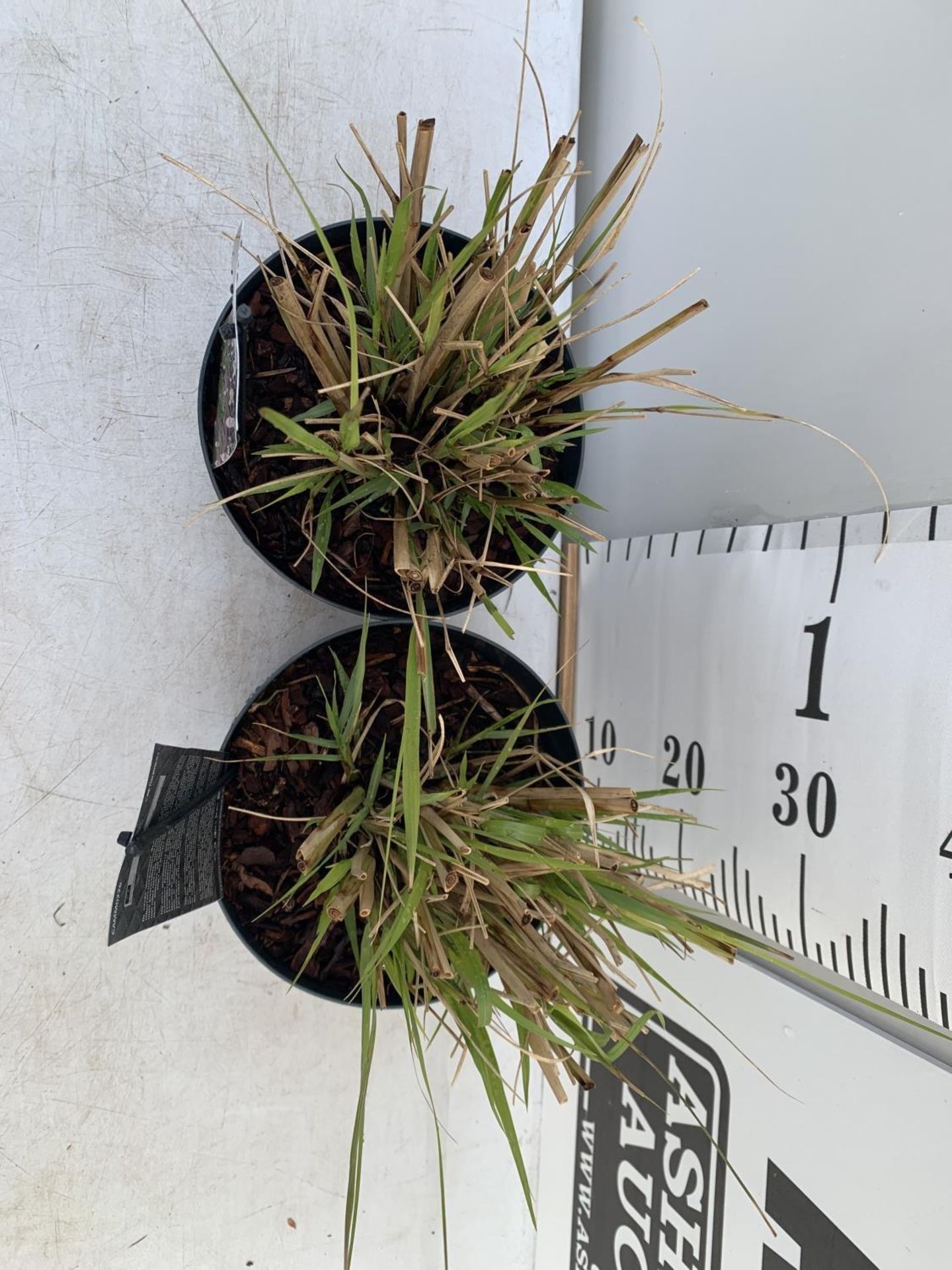 TWO ORNAMENTAL GRASSES PENNISETUM 'REDHEAD' IN 4 LTR POTS APPROX 60CM IN HEIGHT PLUS VAT TO BE - Image 4 of 8