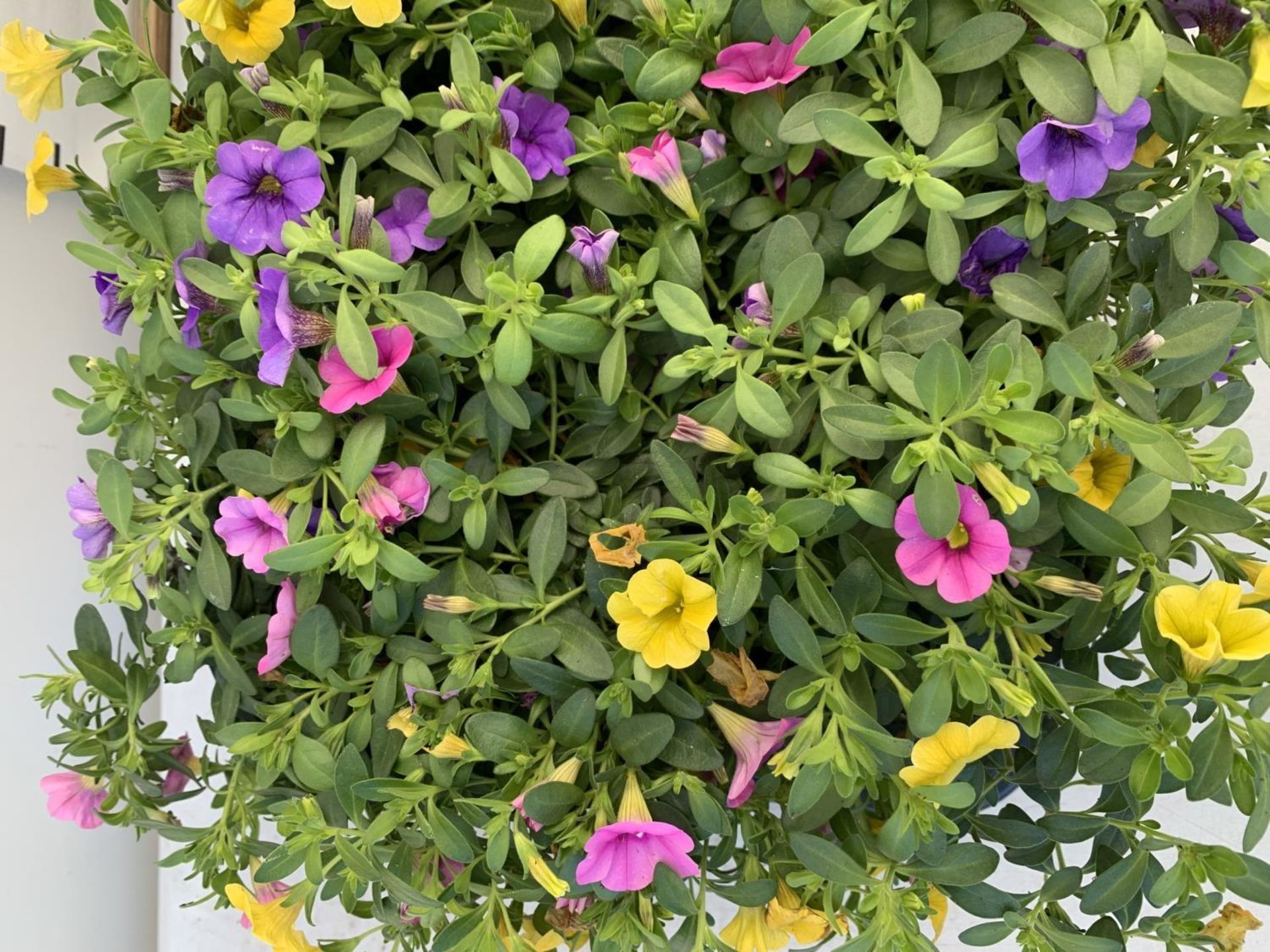 EIGHT POTS CALIBRACHOA TRIOBELLS IN 2 LTR POTS PLUS VAT TO BE SOLD FOR THE EIGHT - Image 6 of 8