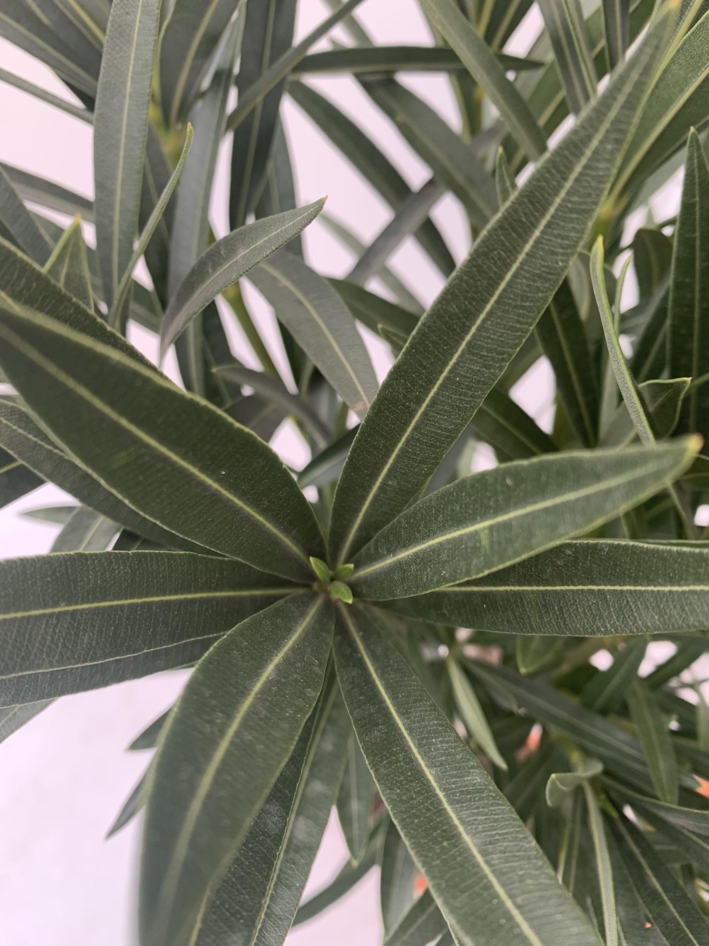 TWO OLEANDER NERIUM STANDARD TREES SIMPLE PINK ' EMILIE' AND PINKISH WHITE 'ALSACE' APPROX 1 METRE - Image 5 of 10