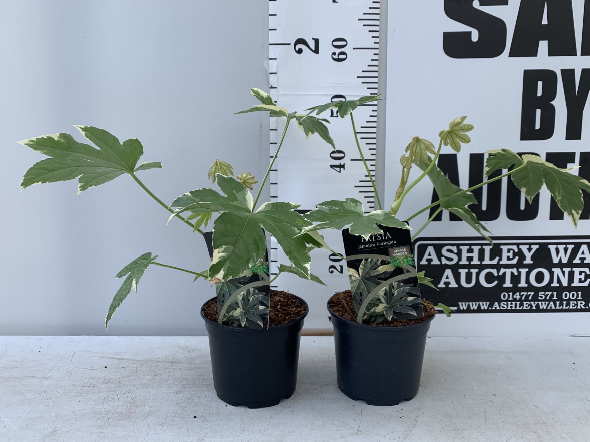 TWO FATSIA JUNGLE GARDEN JAPONICA VARIEGATA IN 2 LTR POTS 50CM TALL PLUS VAT TO BE SOLD FOR THE TWO