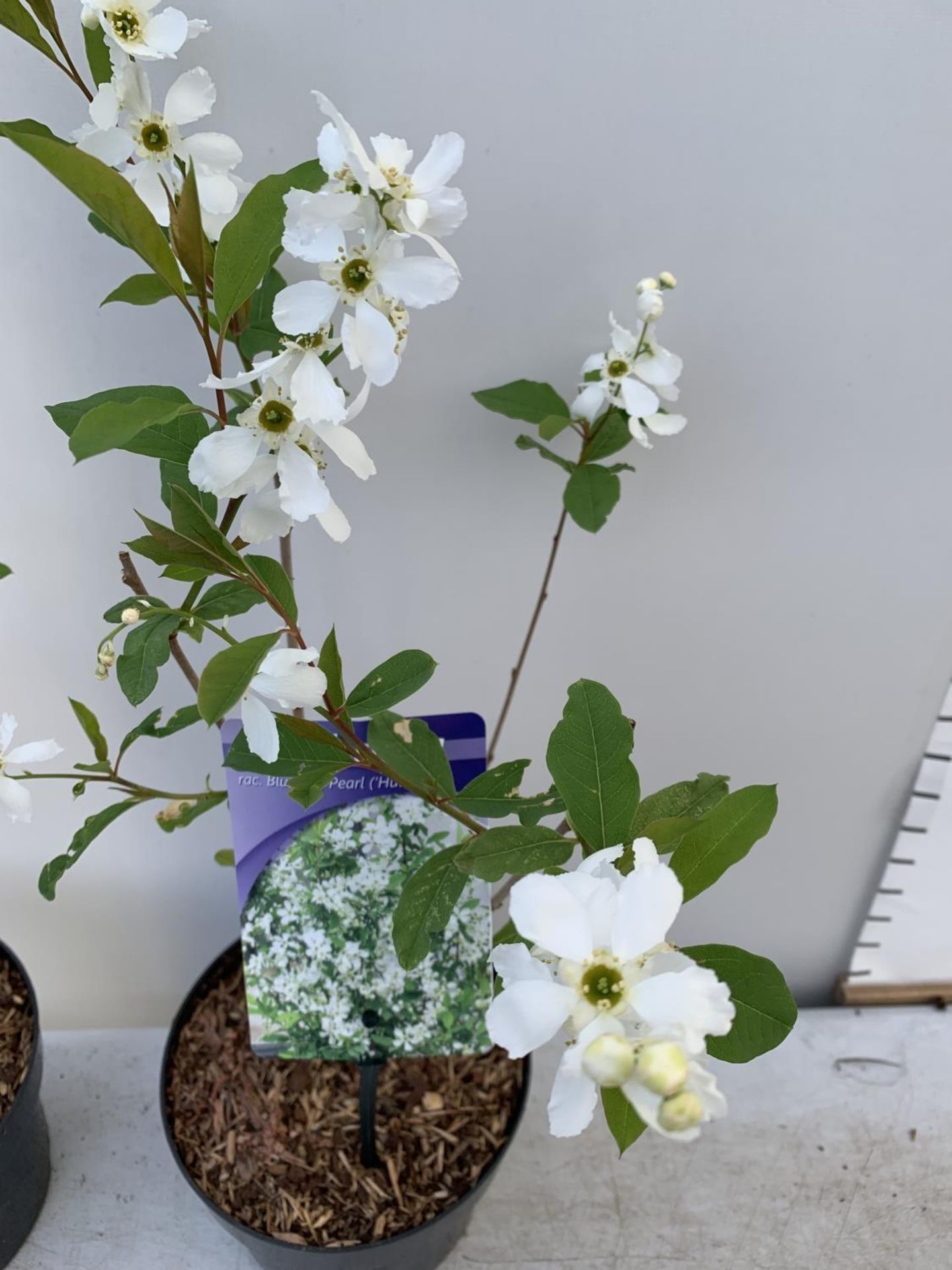 TWO EXOCHORDA BLUSHING PEARL IN 2 LTR POTS APPROX 60CM IN HEIGHT PLUS VAT TO BE SOLD FOR THE TWO - Image 8 of 12