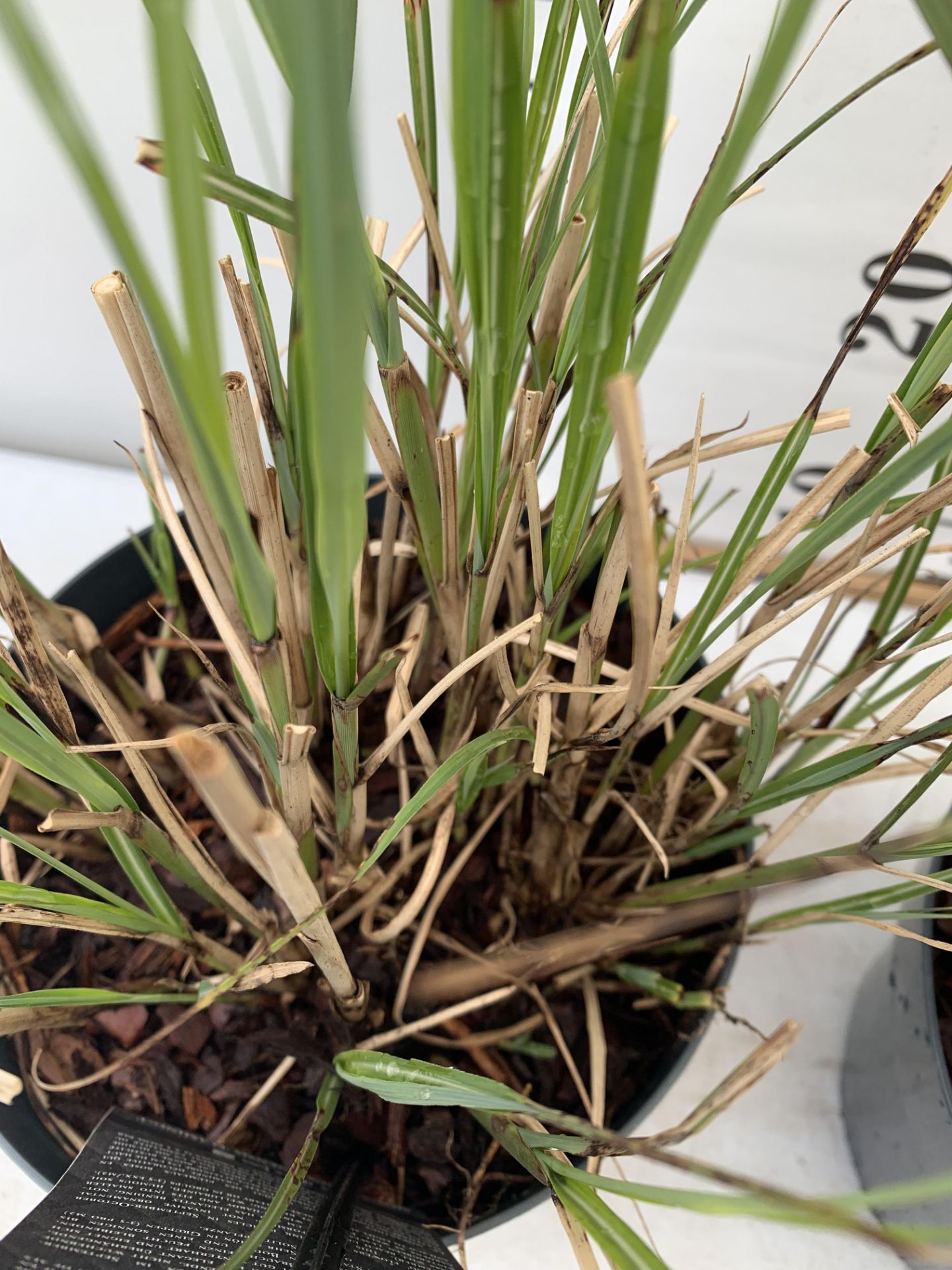 TWO ORNAMENTAL GRASSES MISCANTHUS 'FLAMINGO' IN 4 LTR POTS APPROX 40CM IN HEIGHT PLUS VAT TO BE SOLD - Image 5 of 8