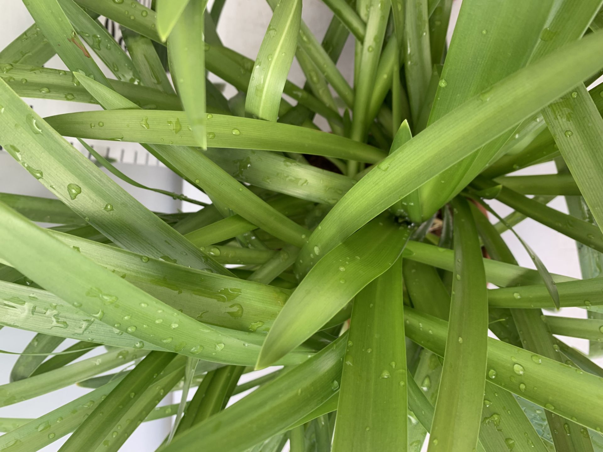 TWO LARGE AGAPANTHUS 'EVER WHITE' IN 4 LTR POTS APPROX 60CM IN HEIGHT PLUS VAT TO BE SOLD FOR THE - Image 5 of 8